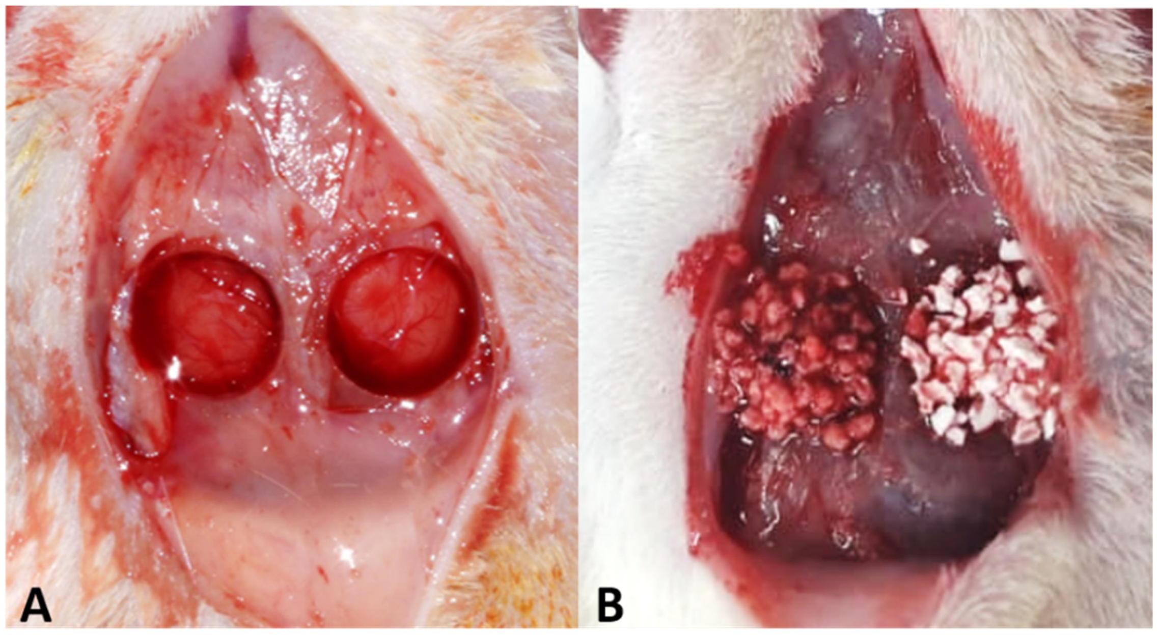 Biology 12 01417 g001 Biology 12 01417 g001