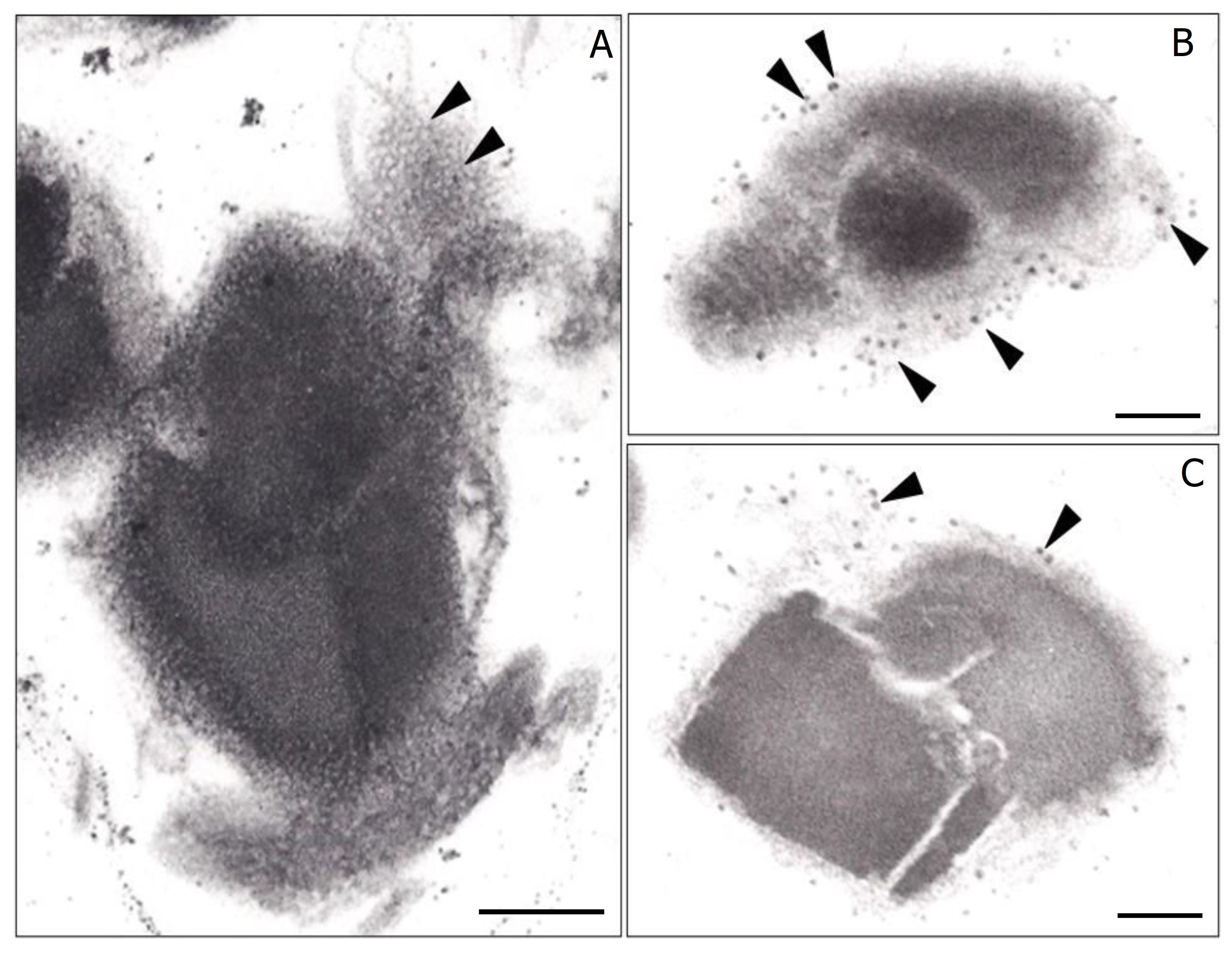 Biology 12 01421 g006