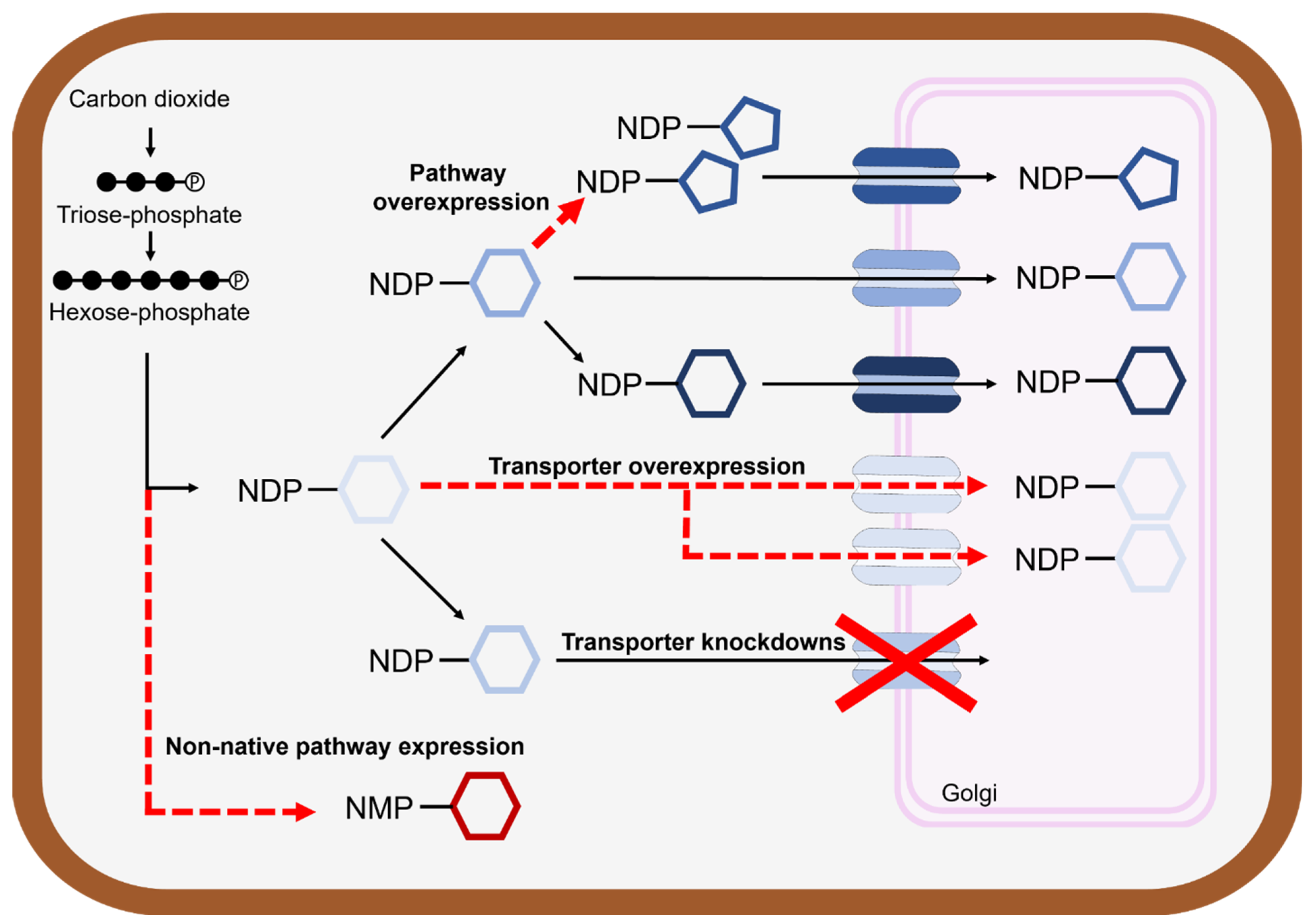 Near-perfect control of the regioselective glucosylation enabled