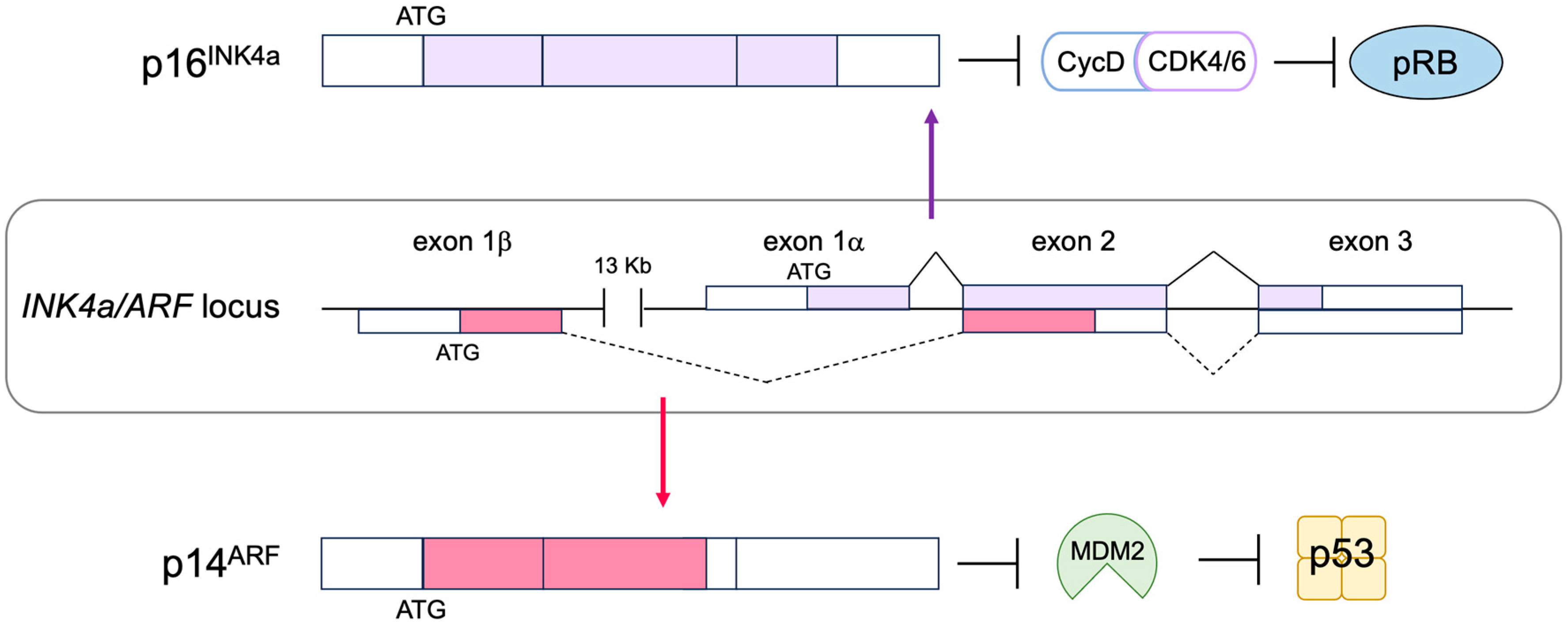 Biology 12 01511 g004 Biology 12 01511 g004