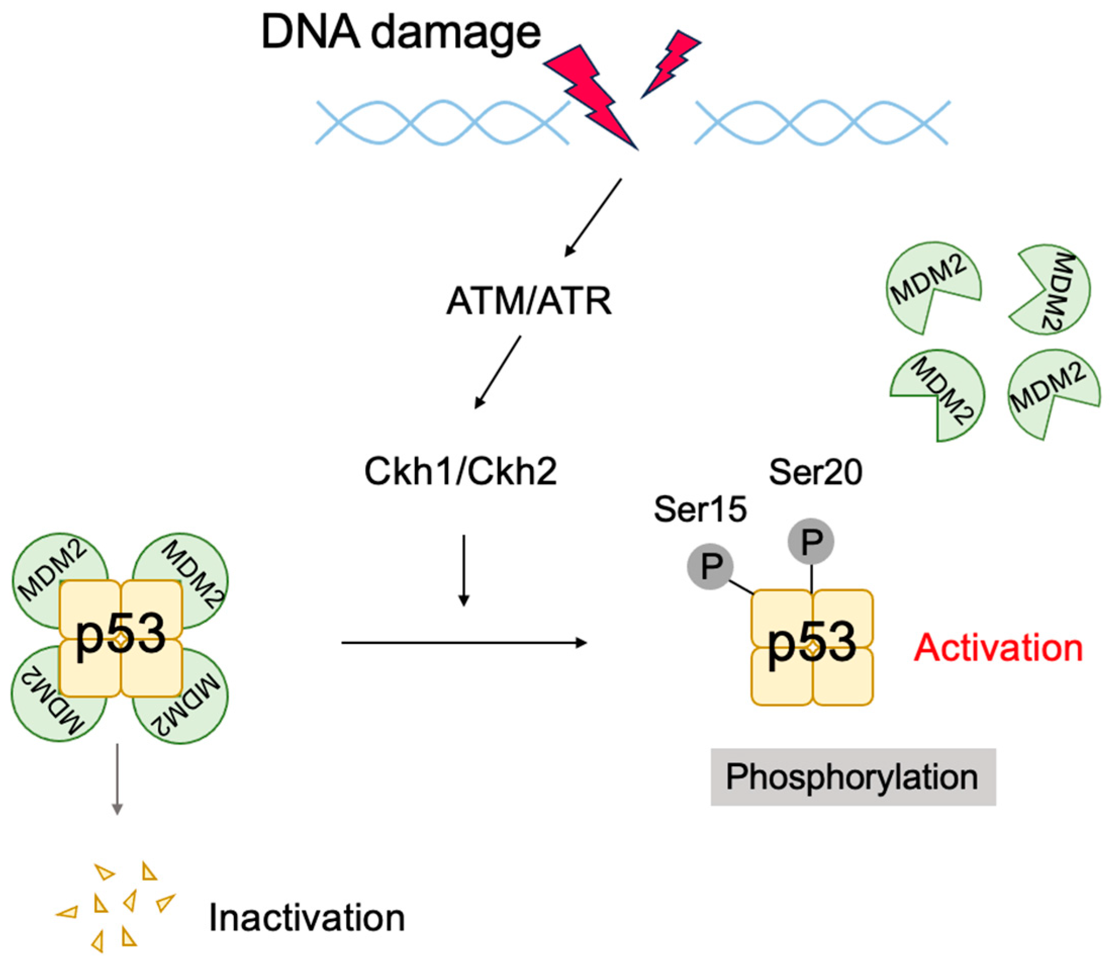 Biology 12 01511 g006 Biology 12 01511 g006