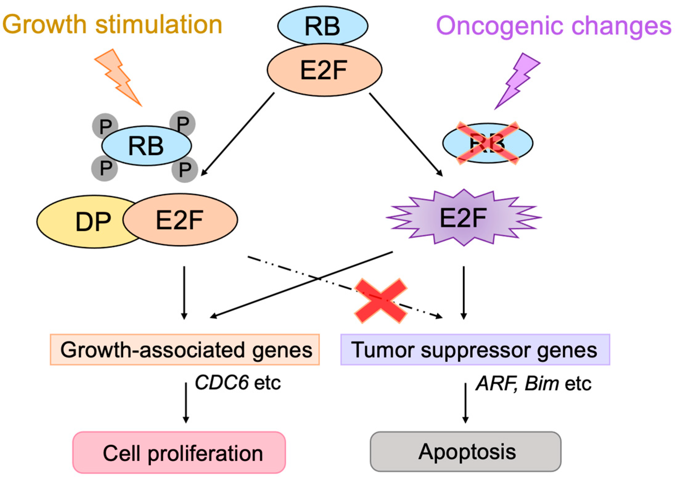Biology 12 01511 g013 Biology 12 01511 g013