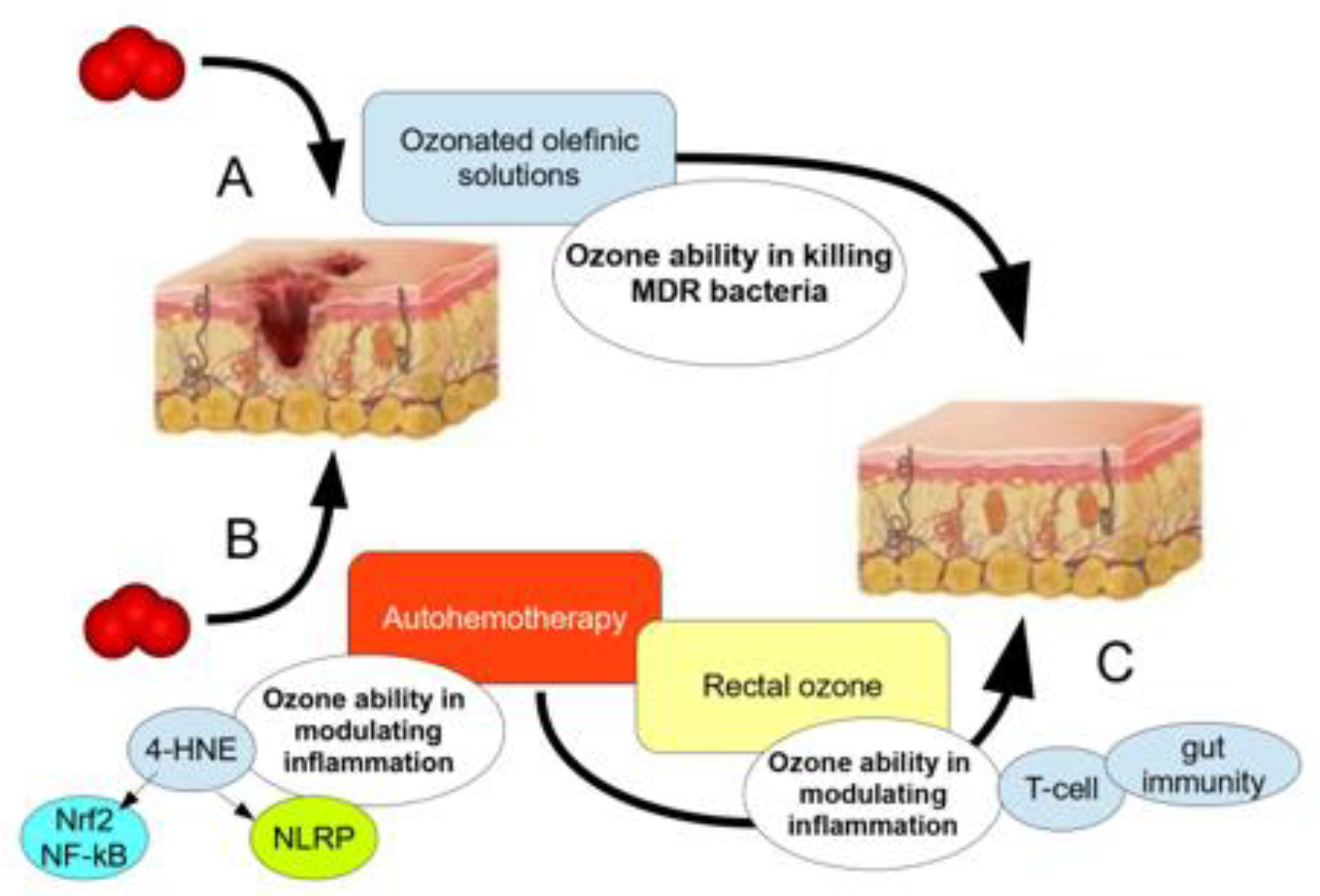 Biology 12 01512 g004