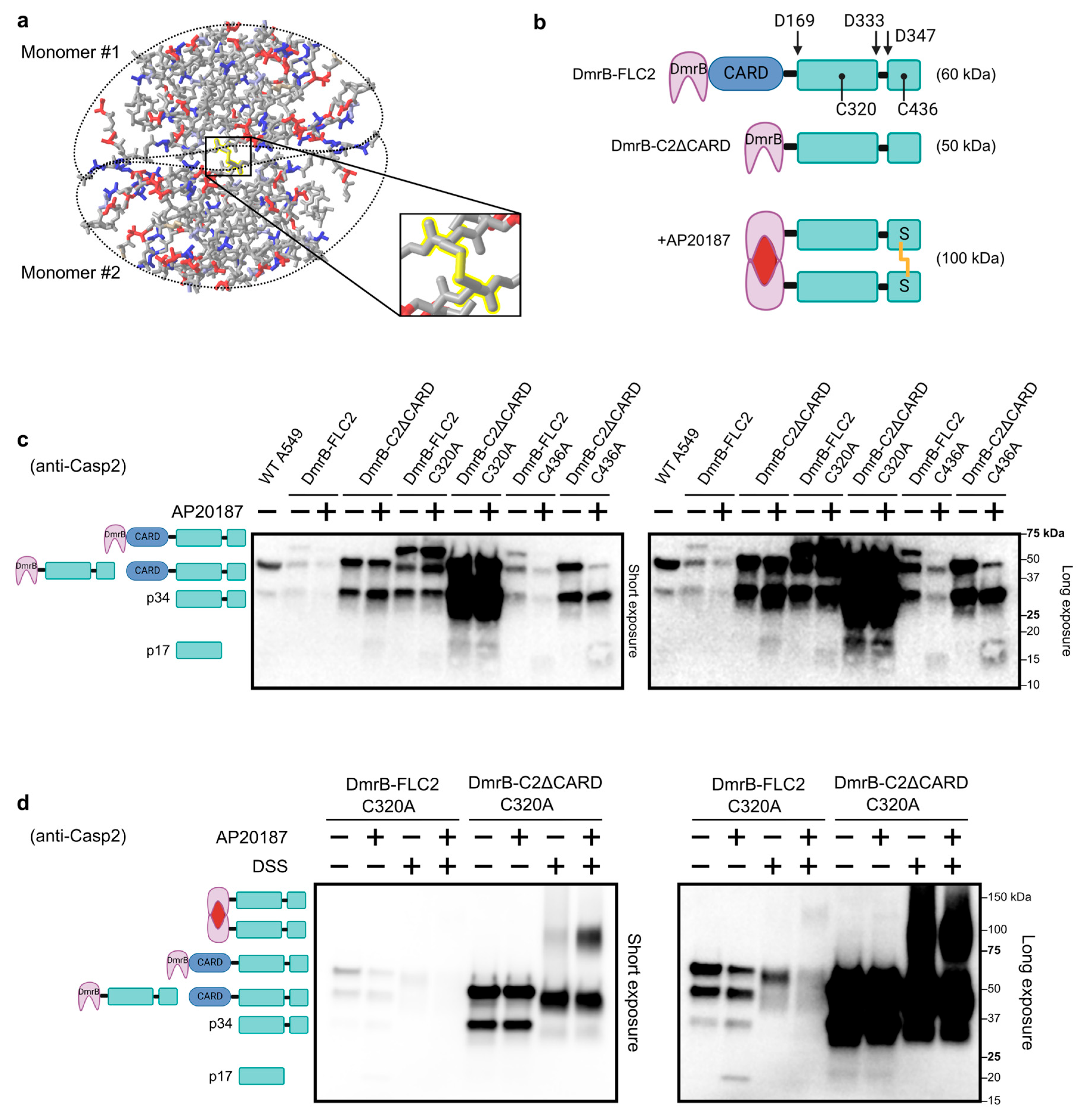 Biology | Free Full-Text | Validation of the Intermolecular