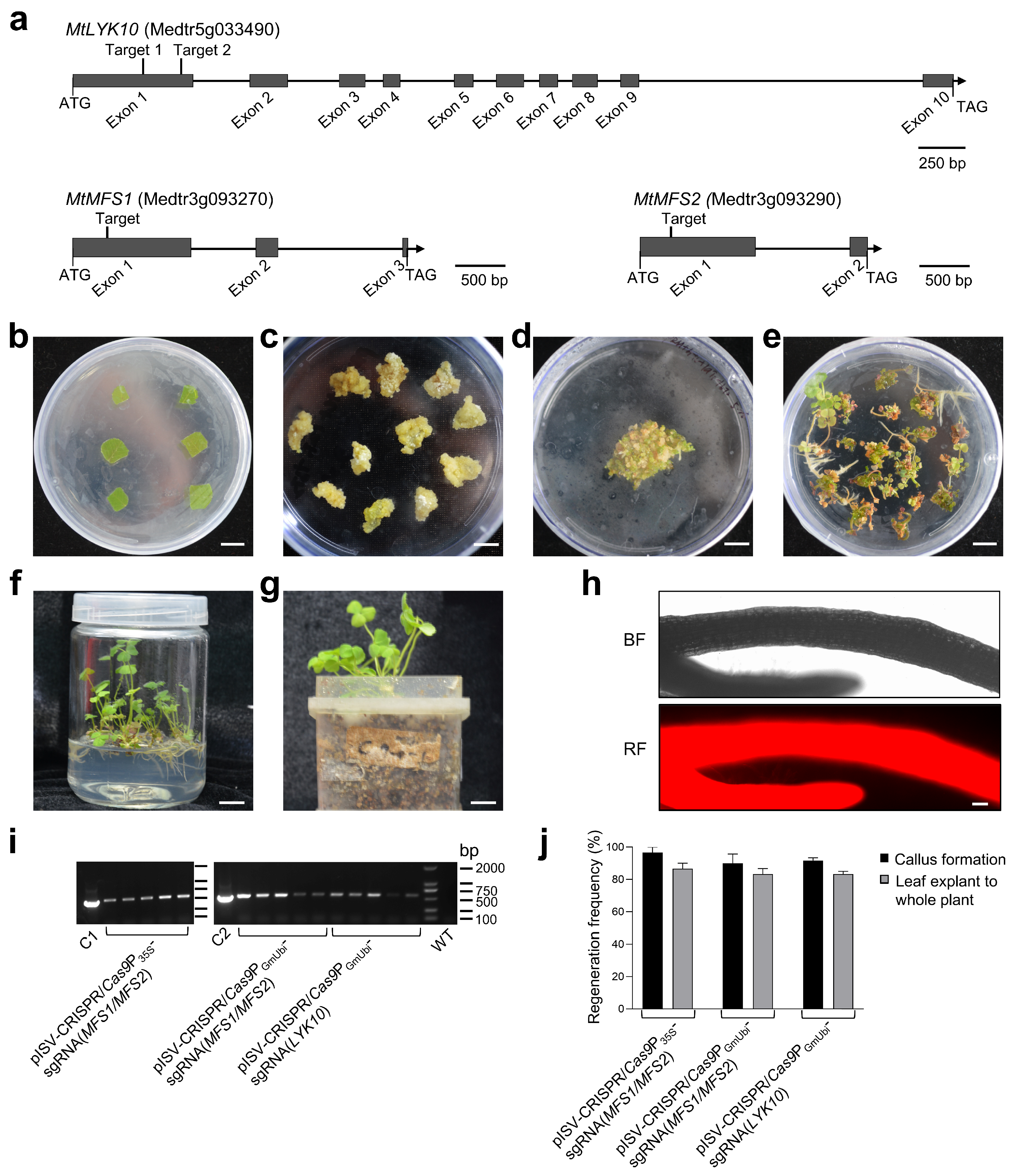 Biology 13 00053 g003