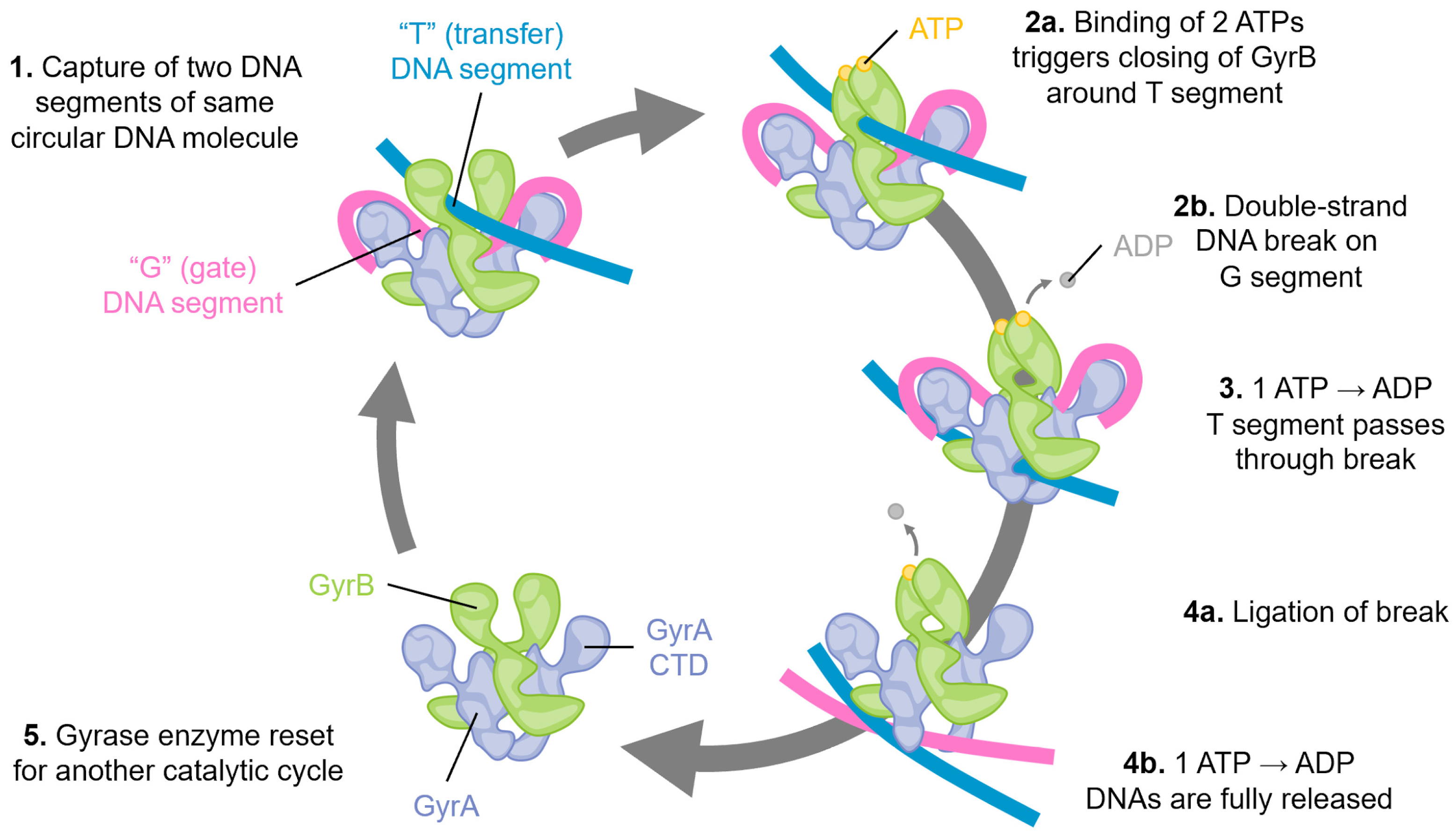 Biology 13 00084 g001
