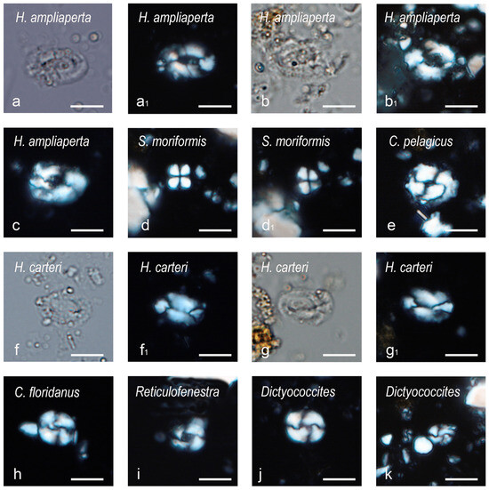 Biology | Free Full-Text | Dawn of the Delphinidans: New Remains of ...