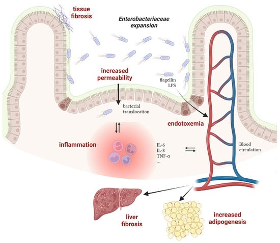 Biology Free Full Text Enterobacteriaceae In The Human Gut Dynamics And Ecological Roles In 1240