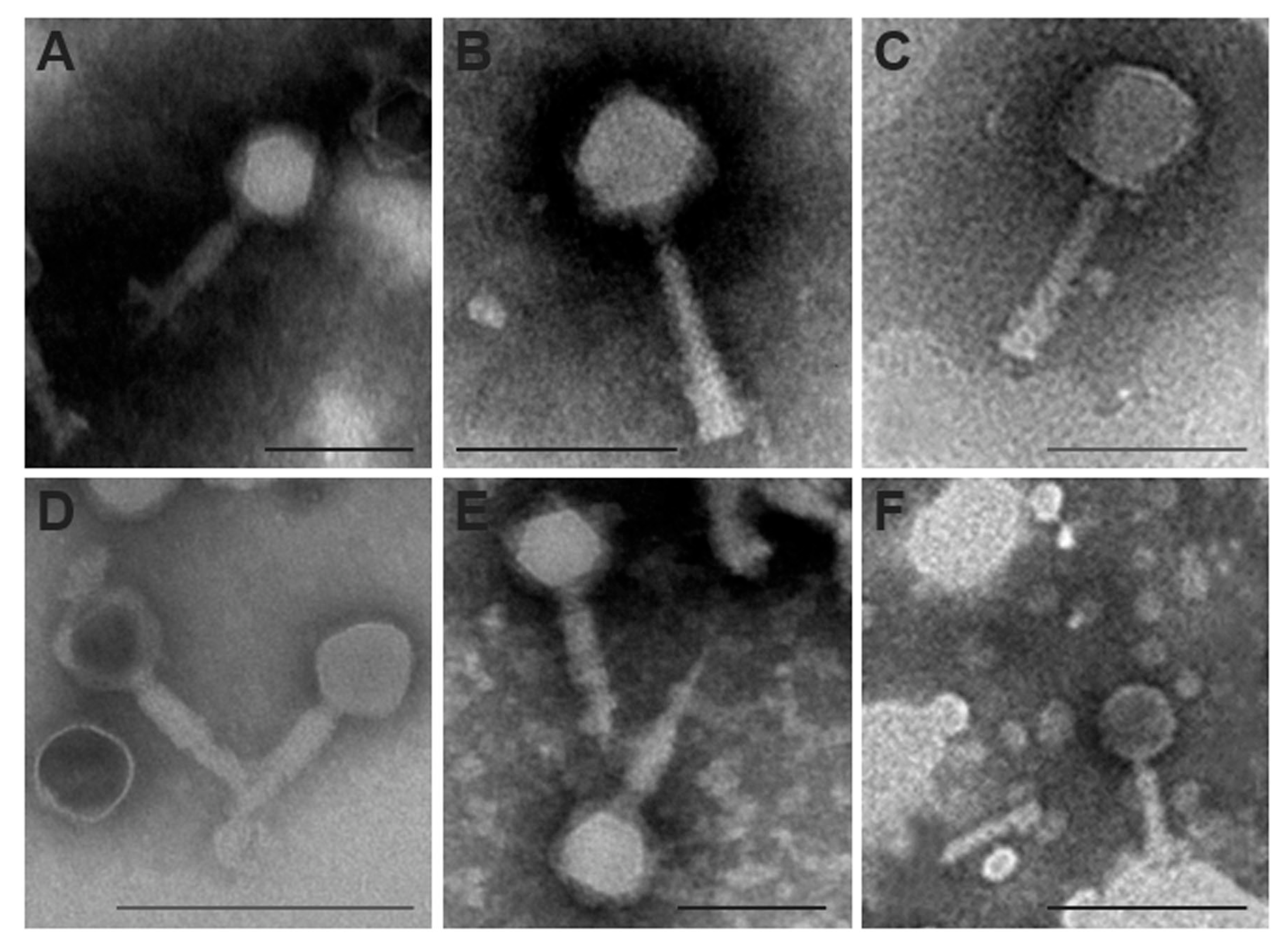 Biology 13 00176 g006