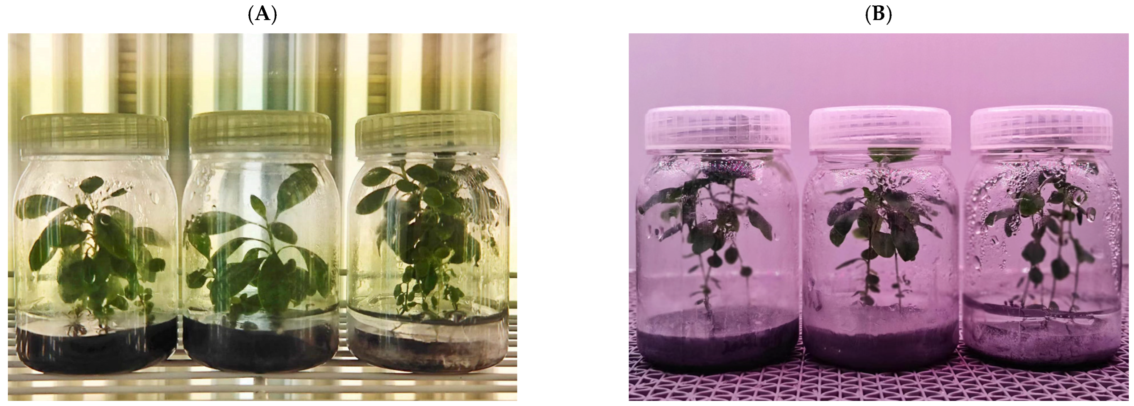 Biology 13 00211 g001