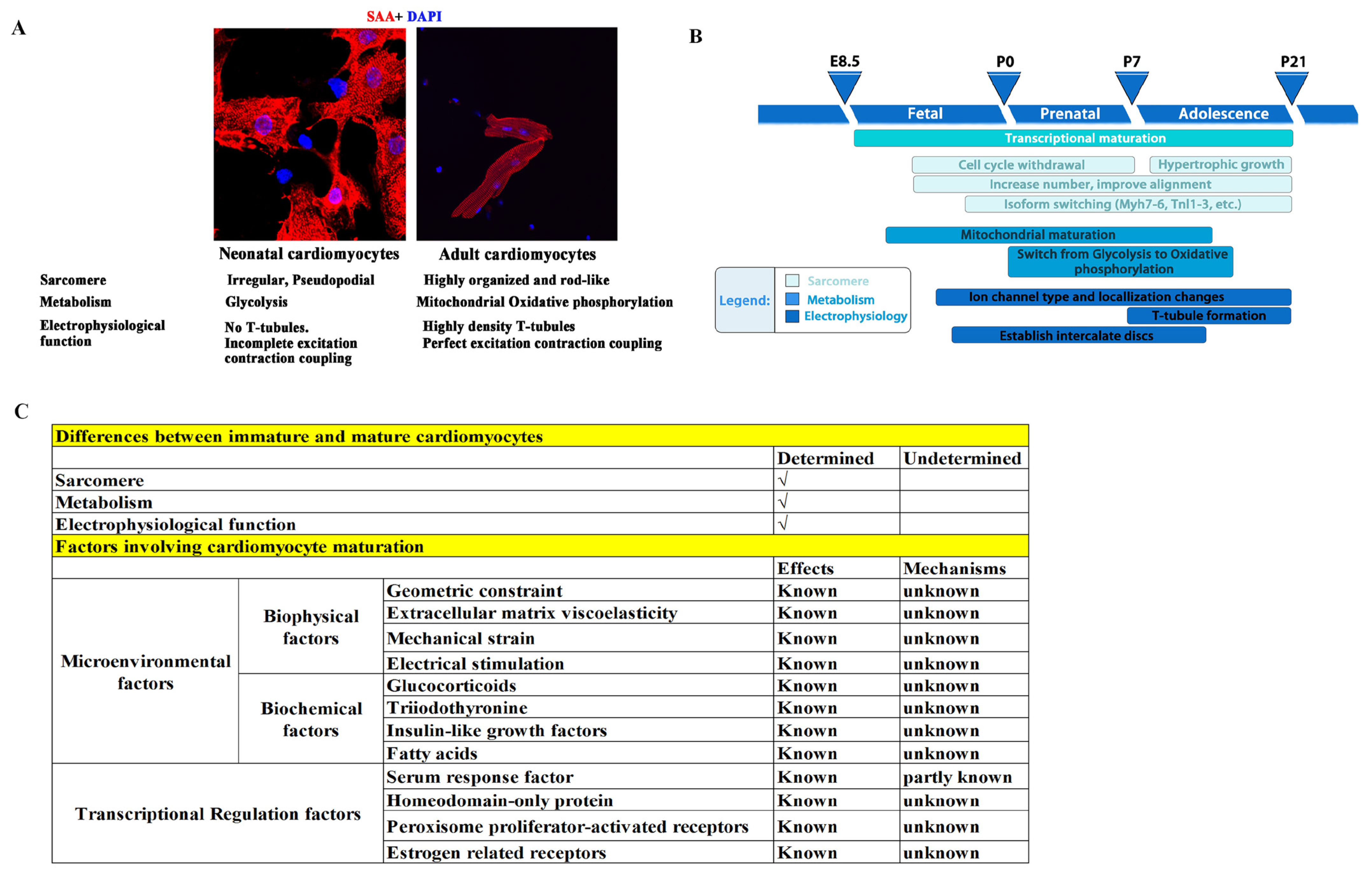 Biology Free Full Text Hemodynamic Melody of Postnatal Cardiac