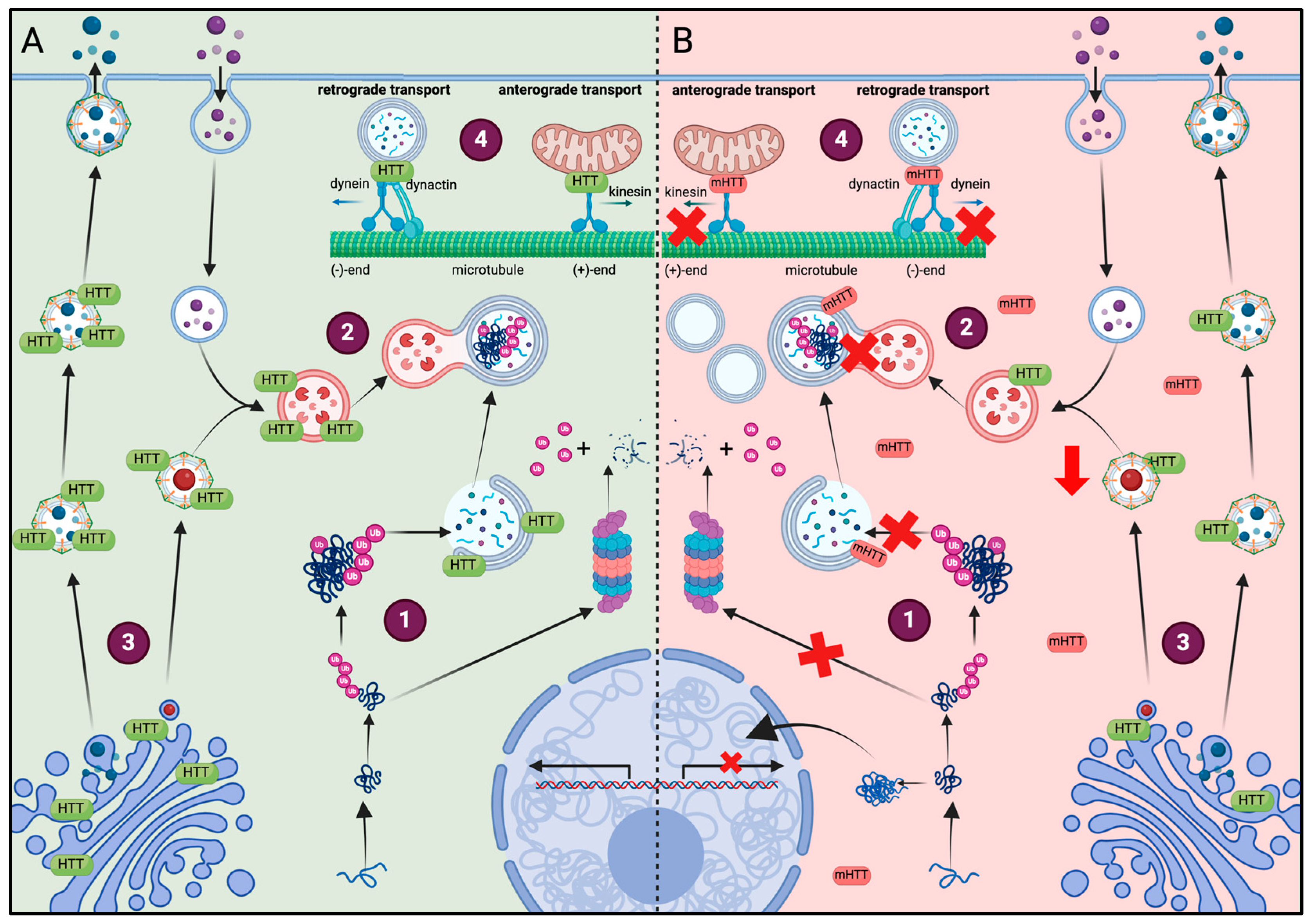 Biology 13 00238 g002