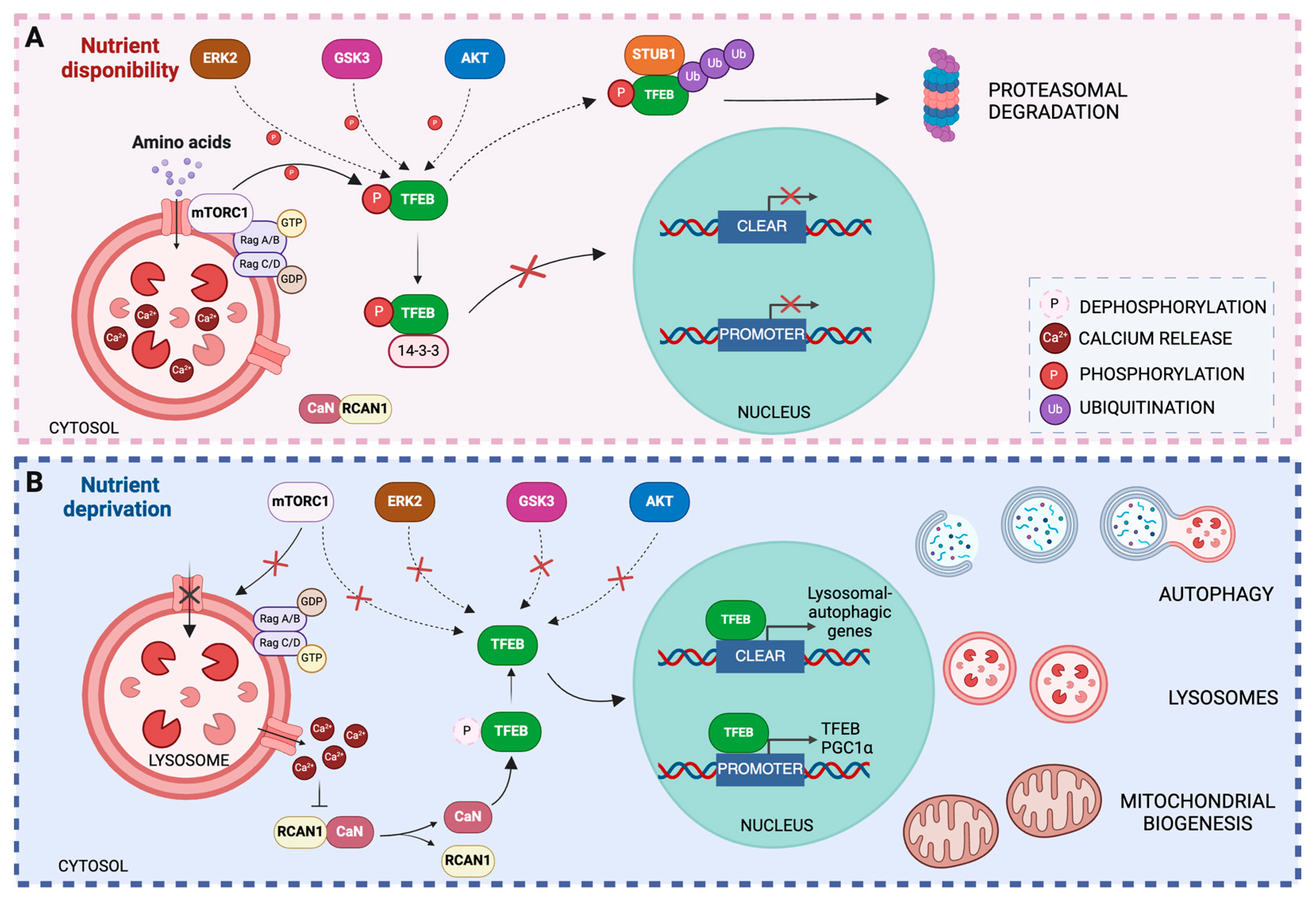 Biology 13 00238 g003