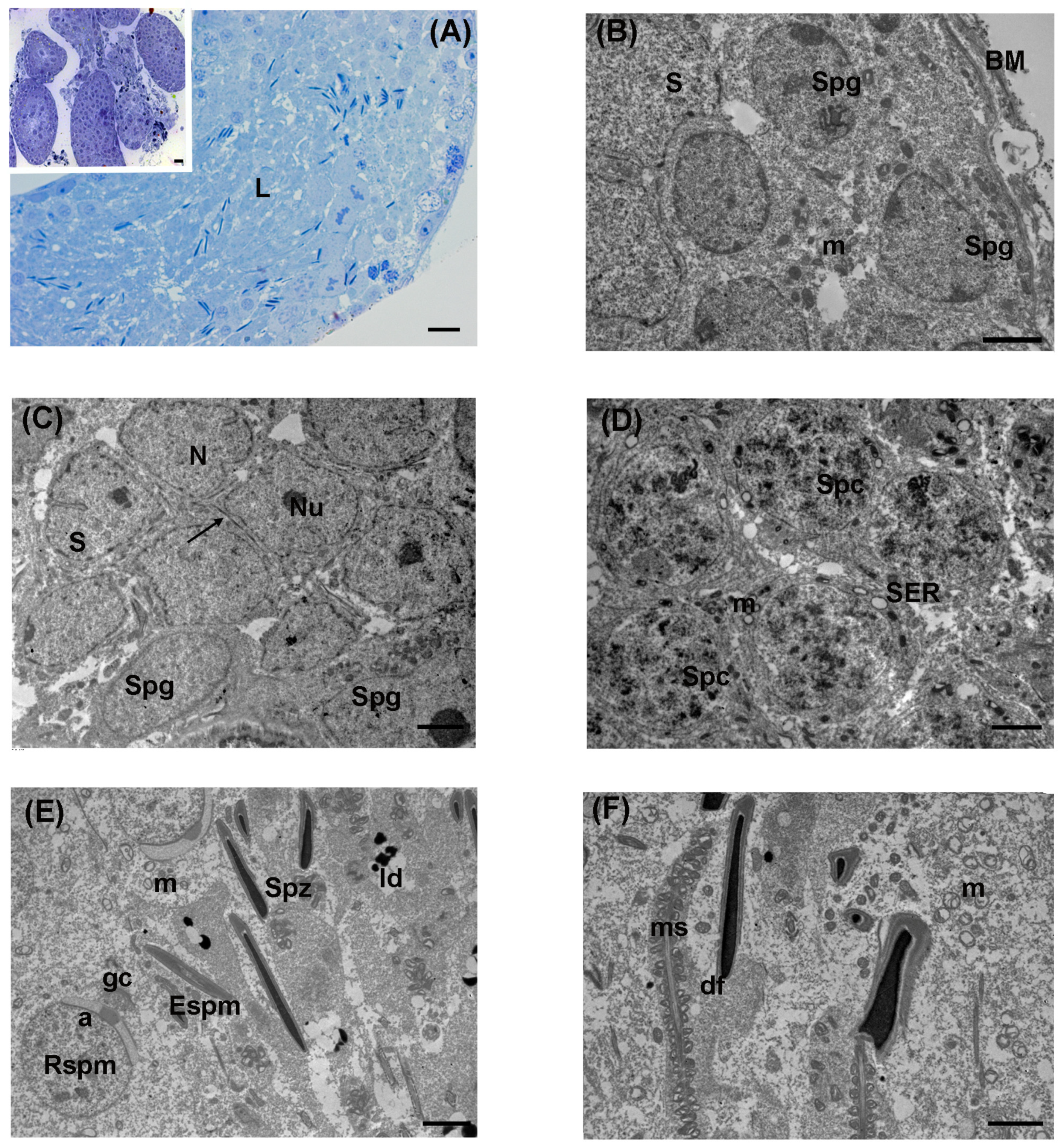 Biology 13 00239 g002