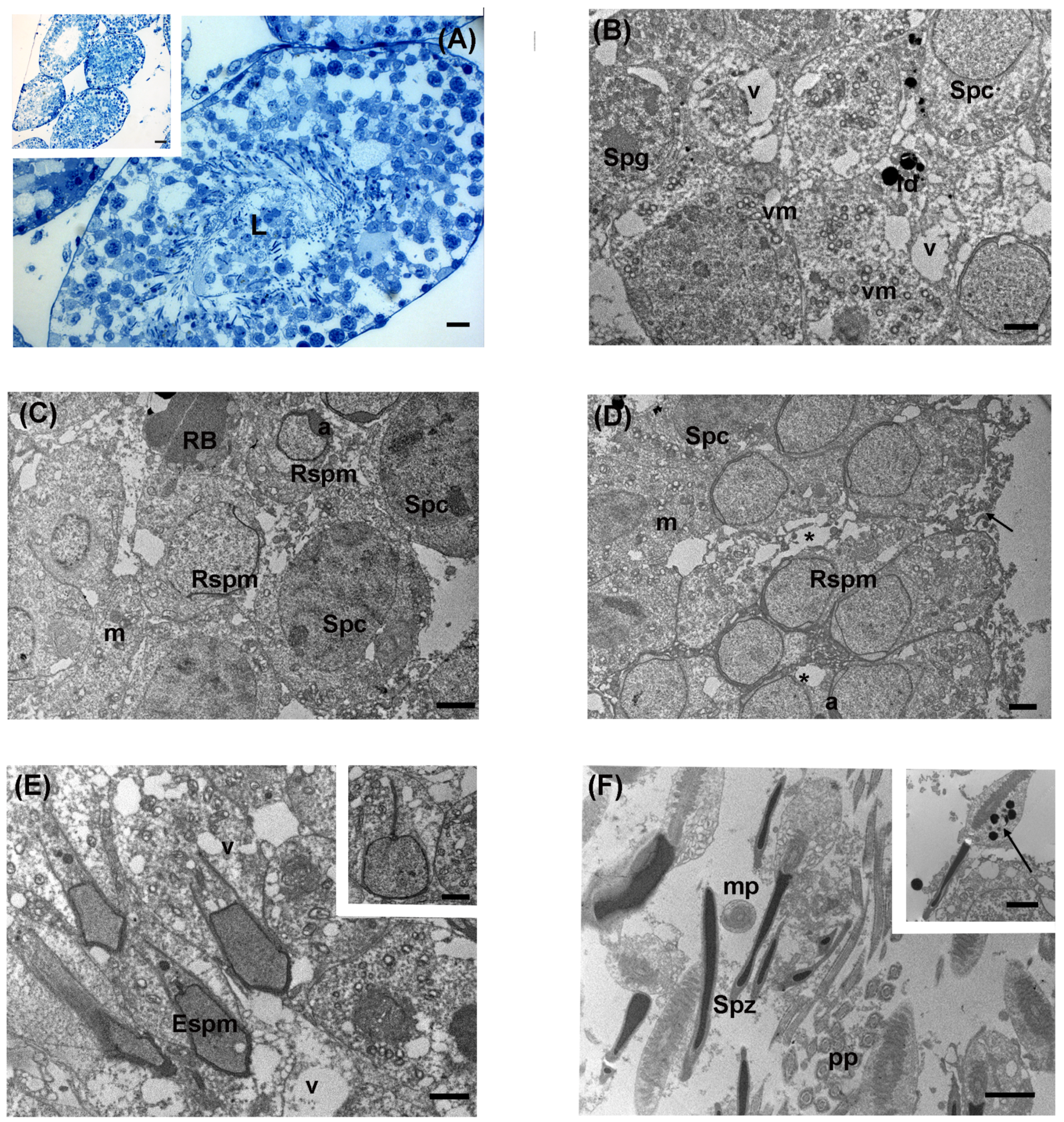 Biology 13 00239 g004