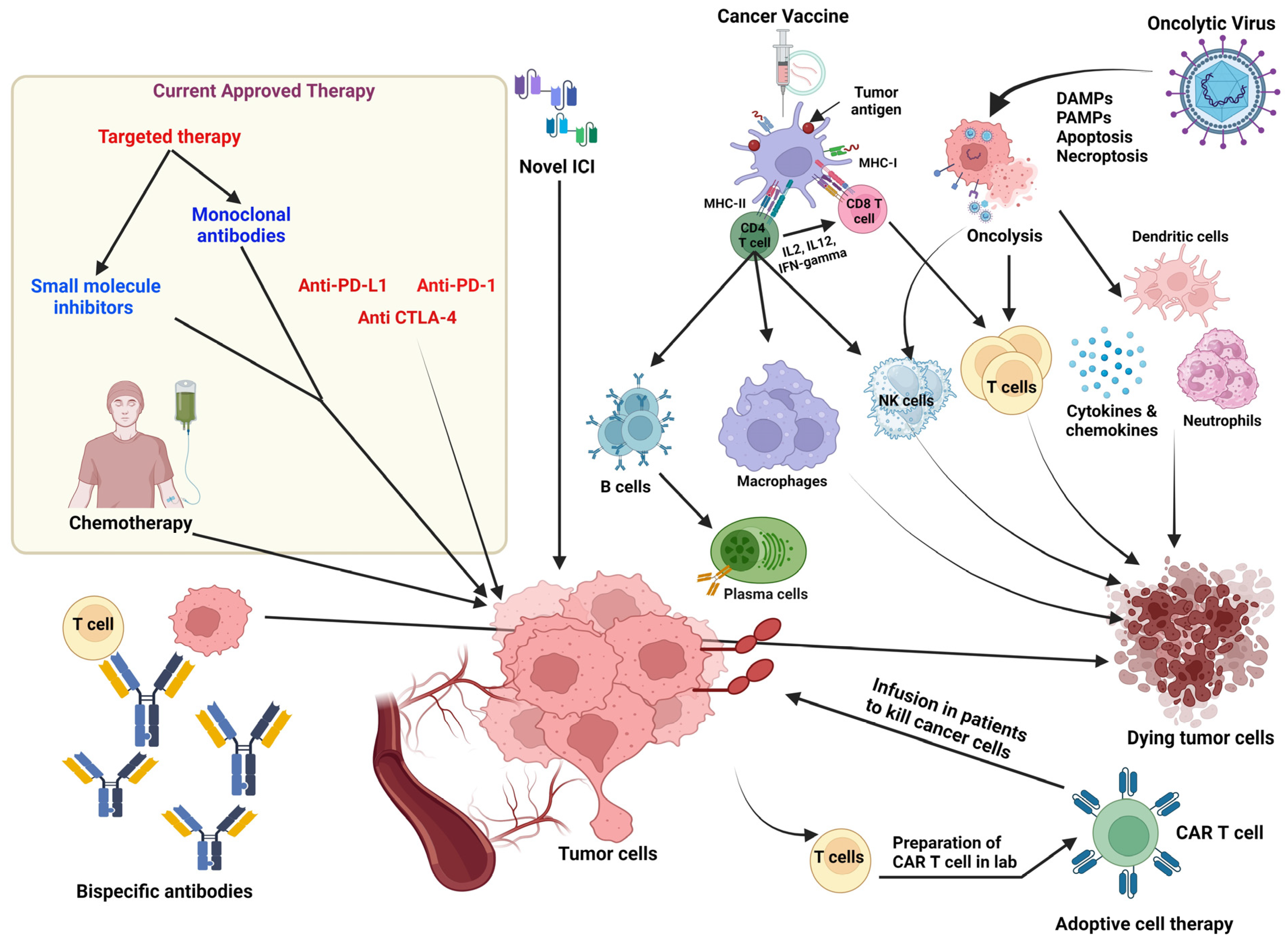 Biology | Free Full-Text | Current Landscape of Cancer Immunotherapy:  Harnessing the Immune Arsenal to Overcome Immune Evasion