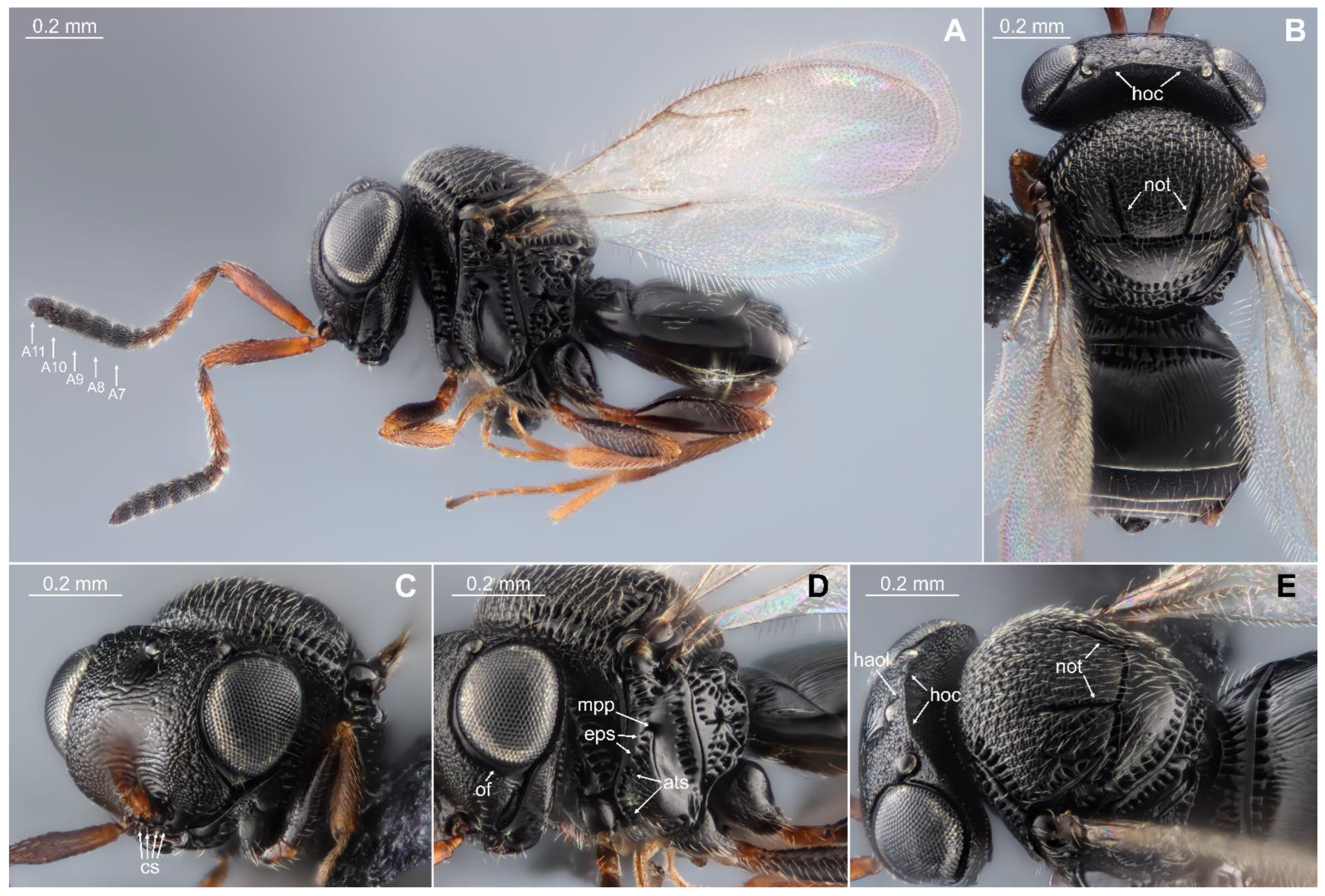 Biology 13 00316 g002 Biology 13 00316 g002