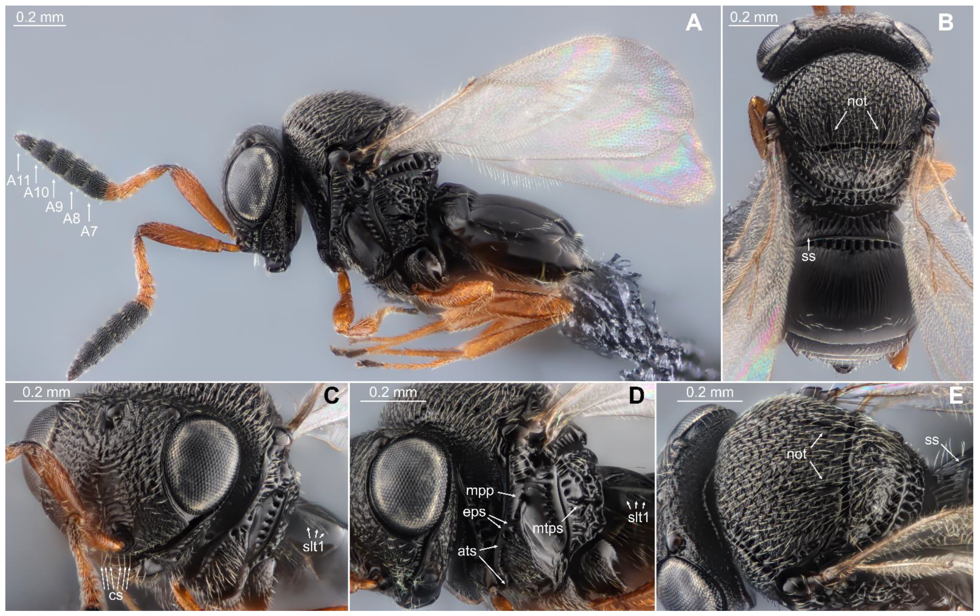 Biology 13 00316 g003 Biology 13 00316 g003