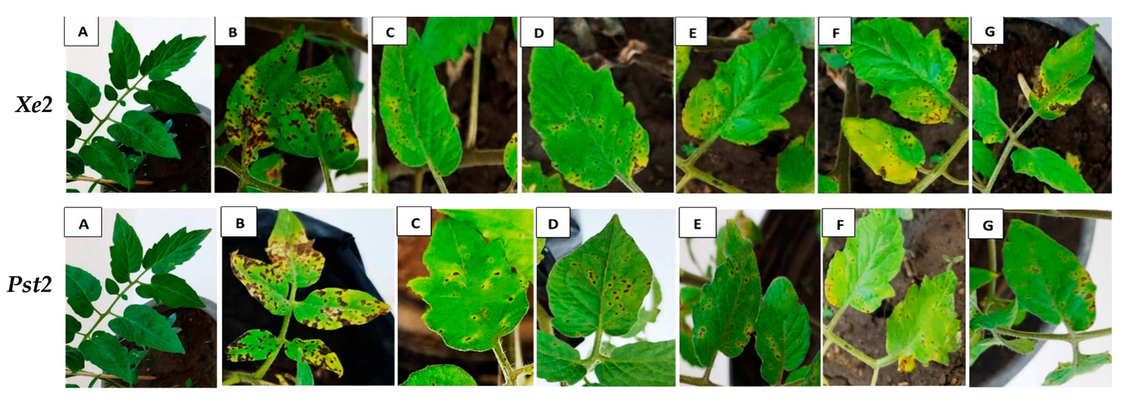 Biology 13 00369 g003