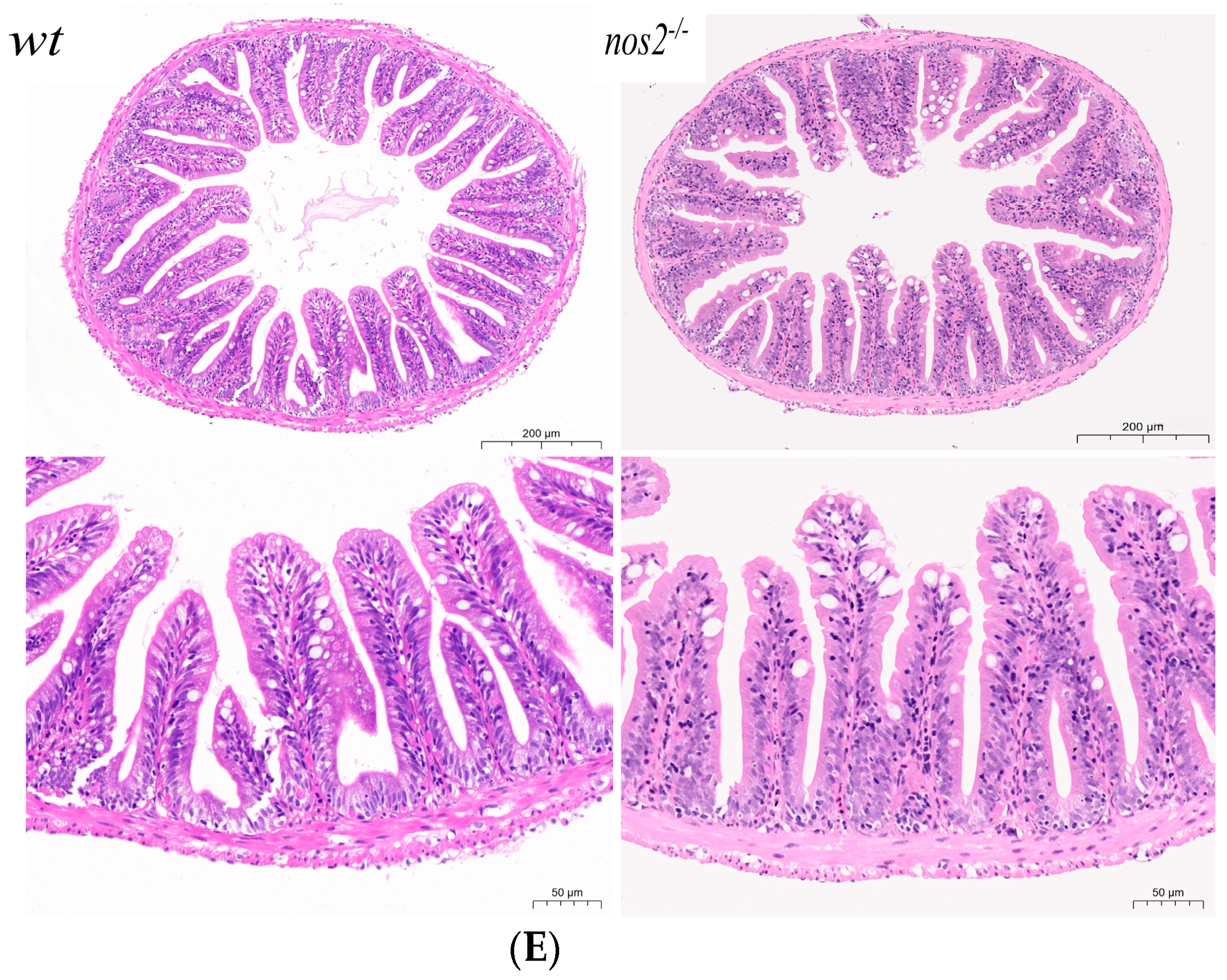 Biology 13 00372 g001c