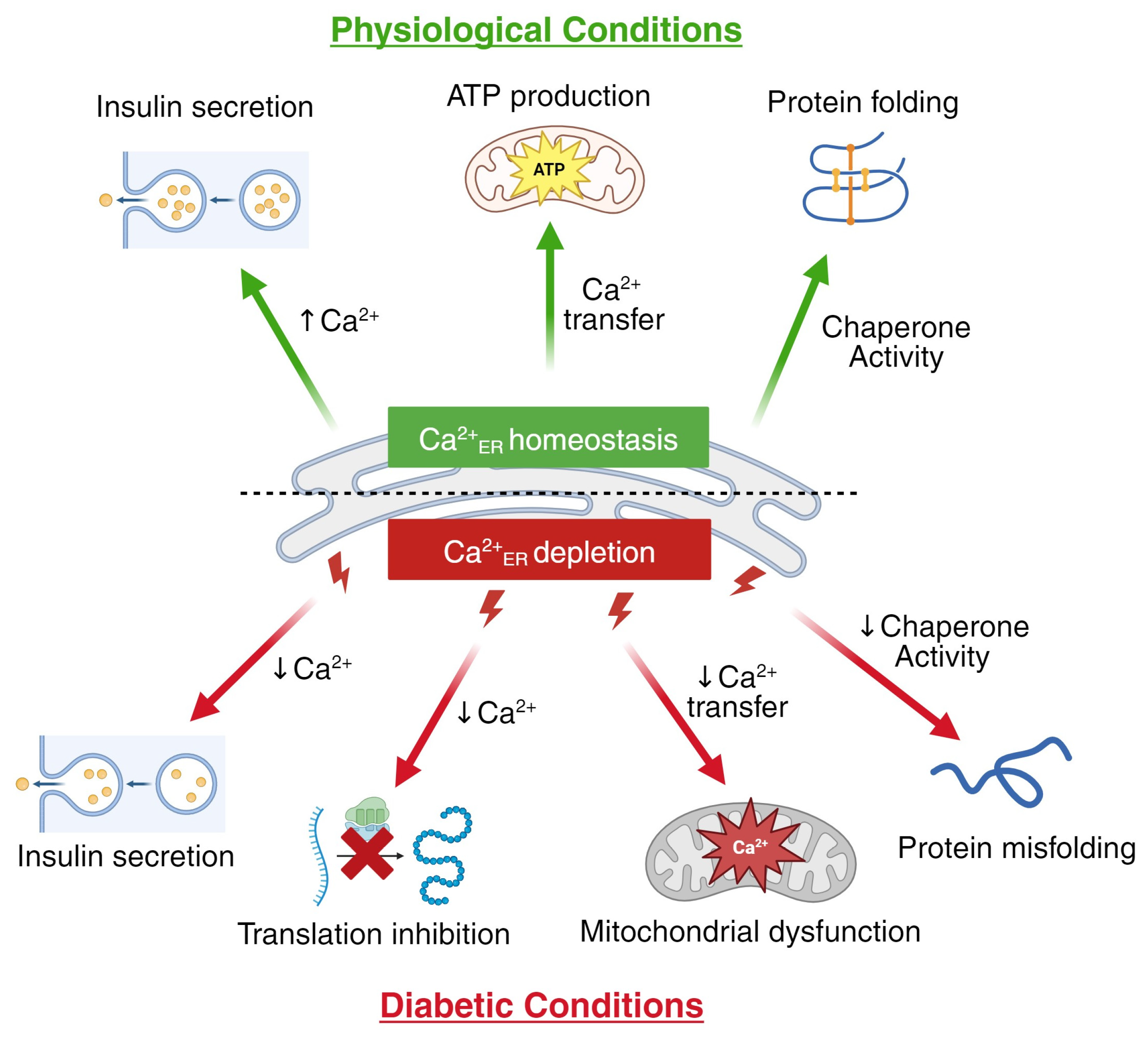Biology 13 00379 g001