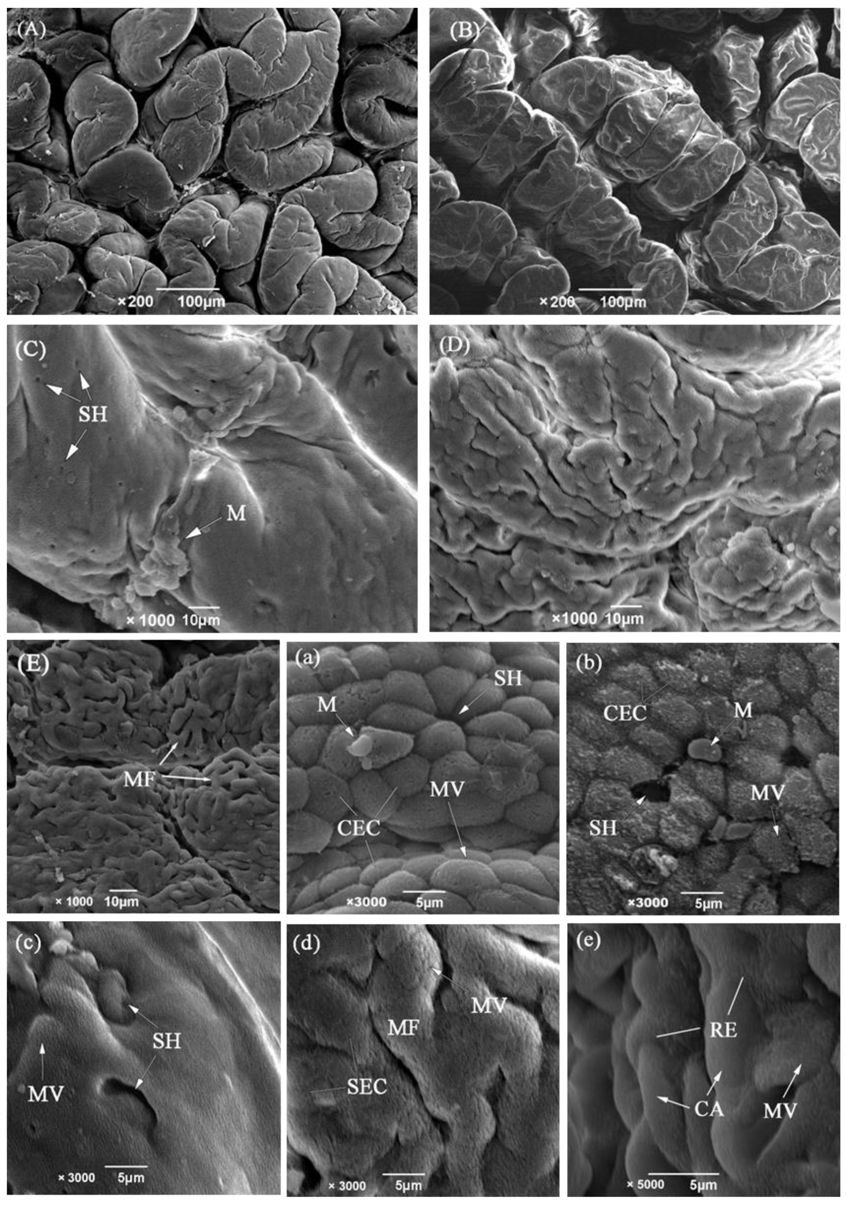 Biology 13 00381 g002