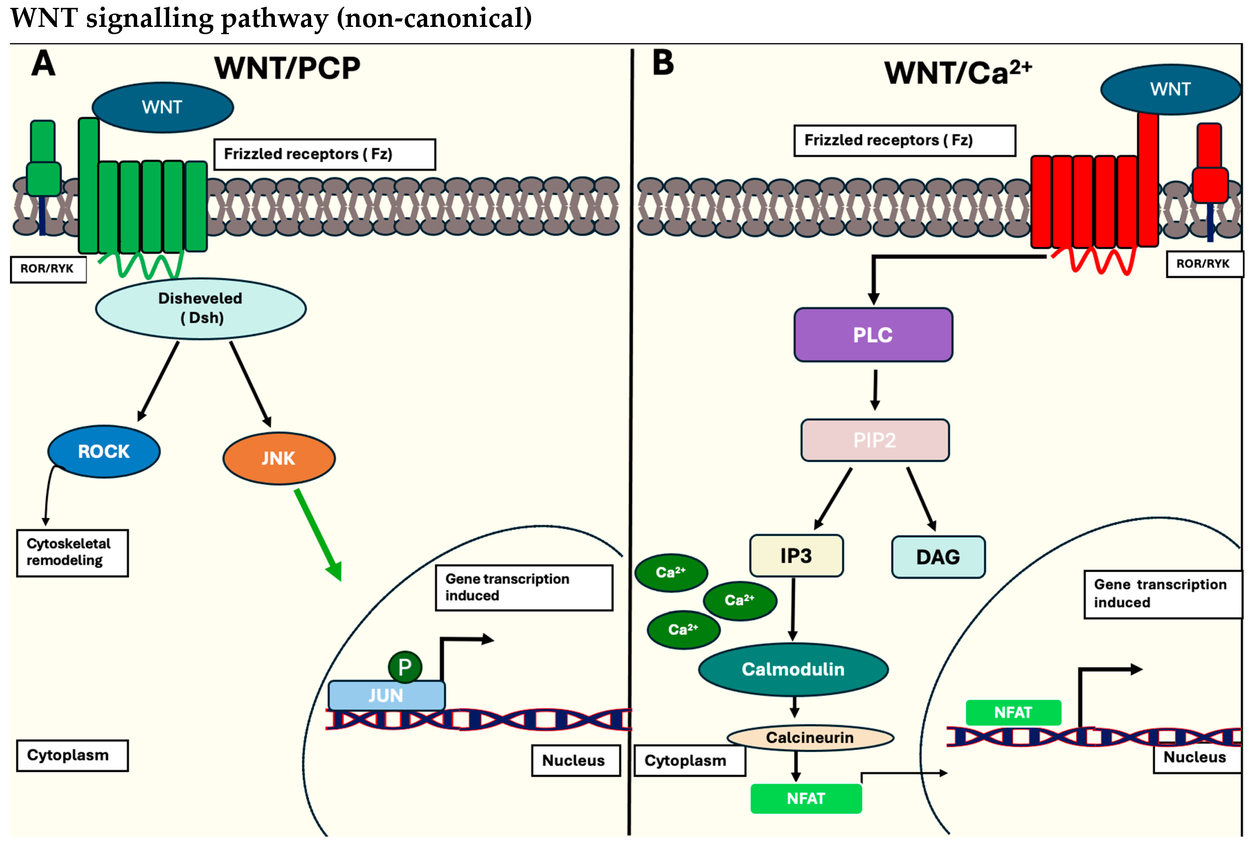 Biology 13 00386 g002