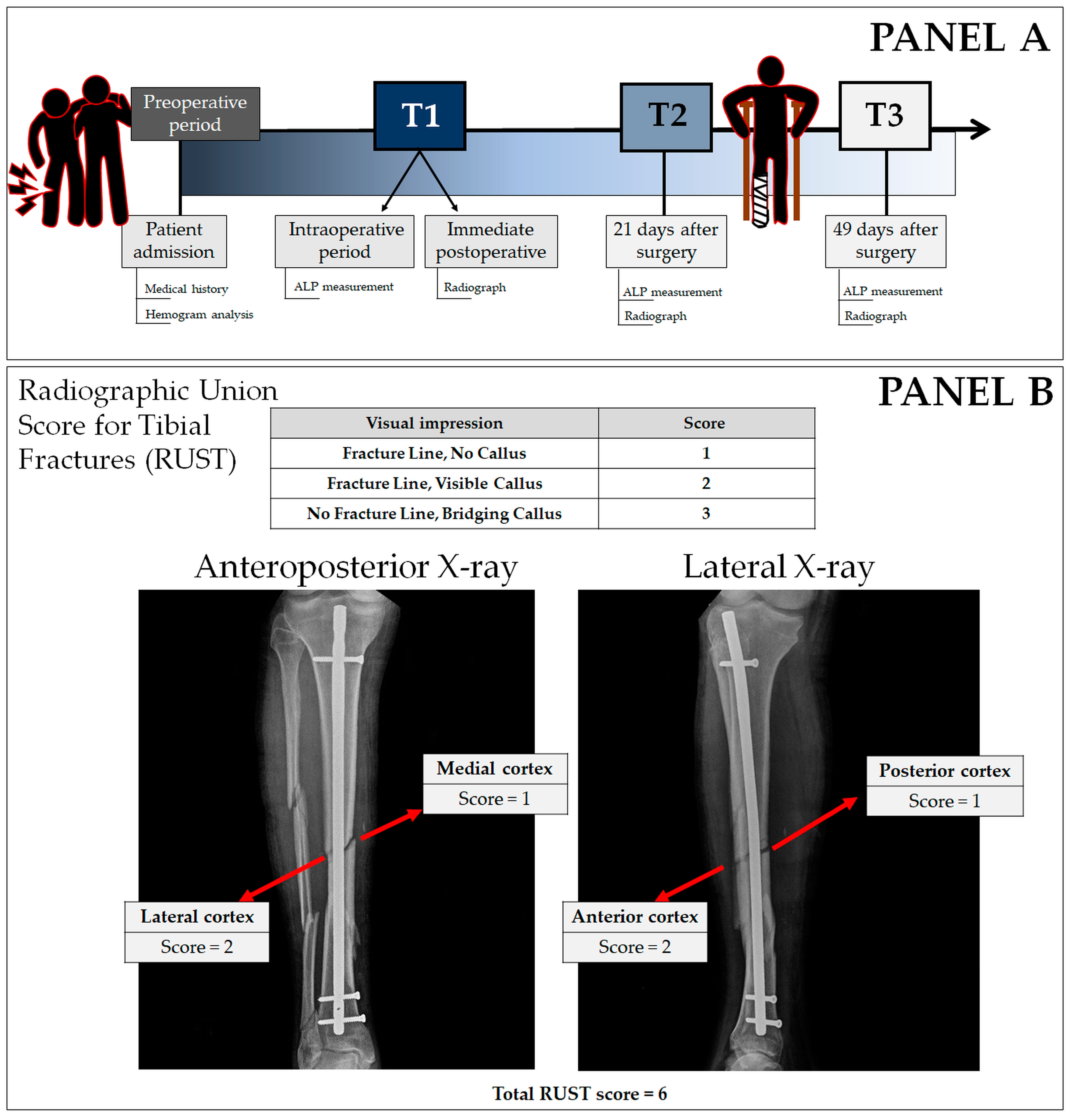 Biology 13 00407 g001
