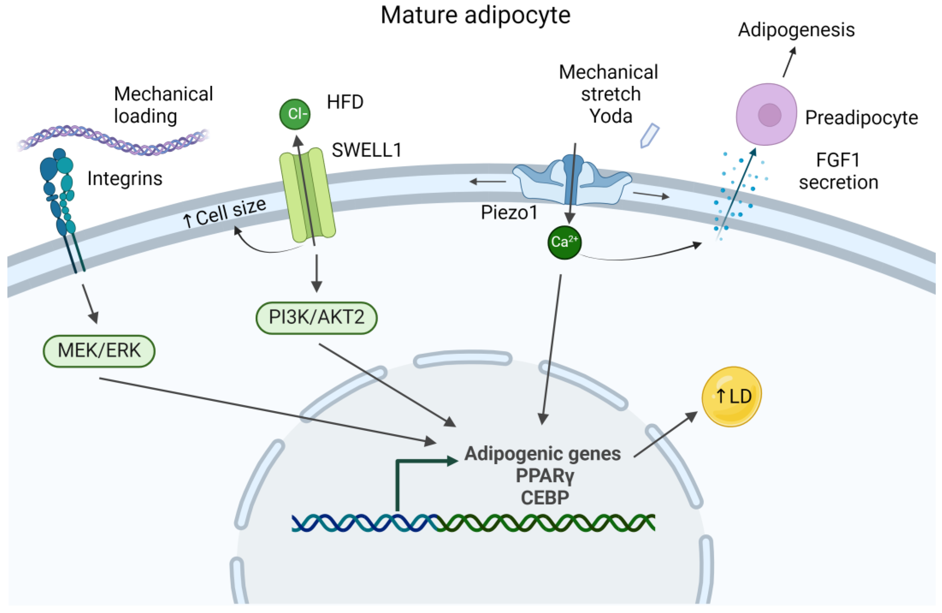 Biology 13 00434 g003