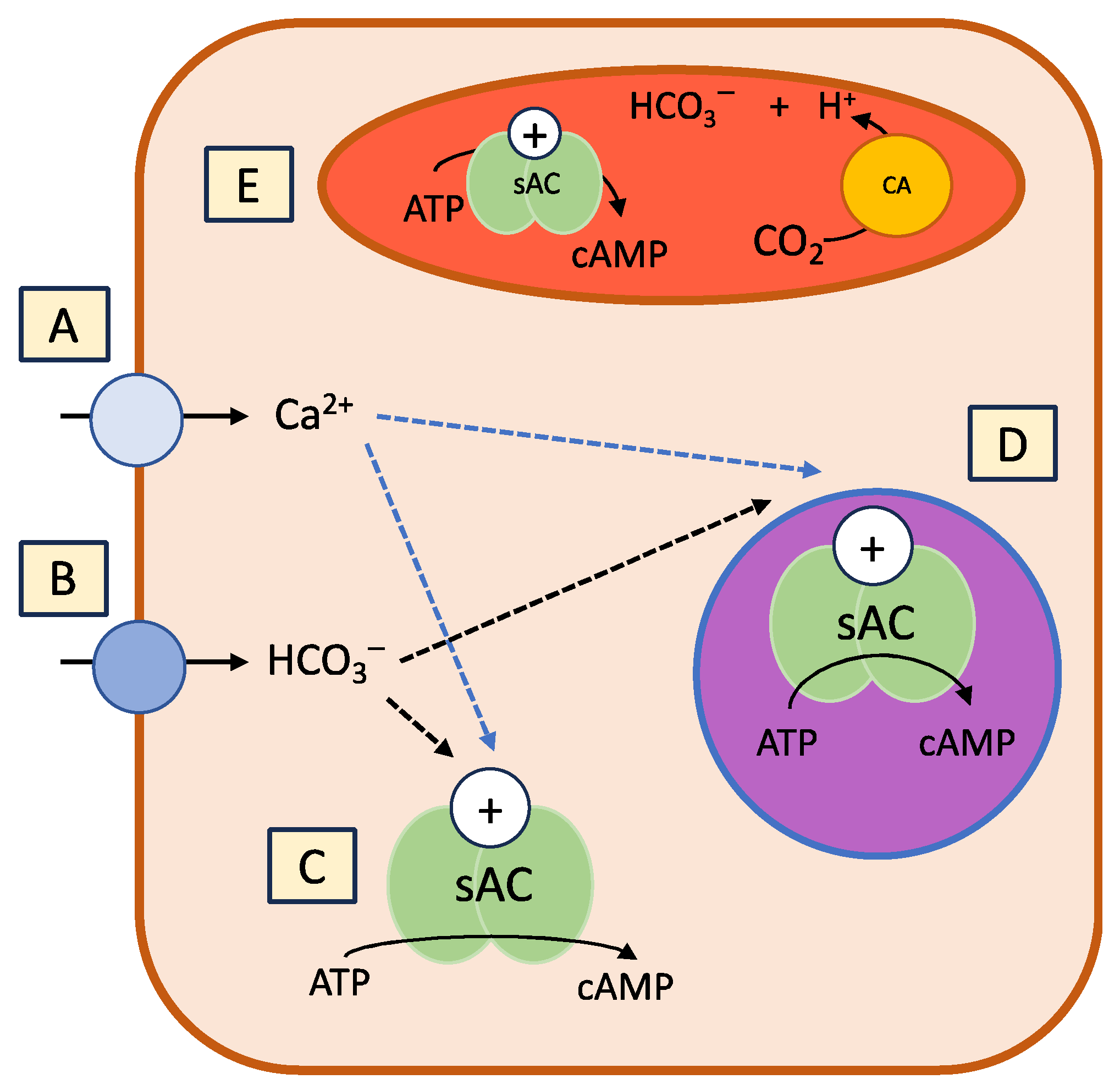 Biology 13 00445 g002