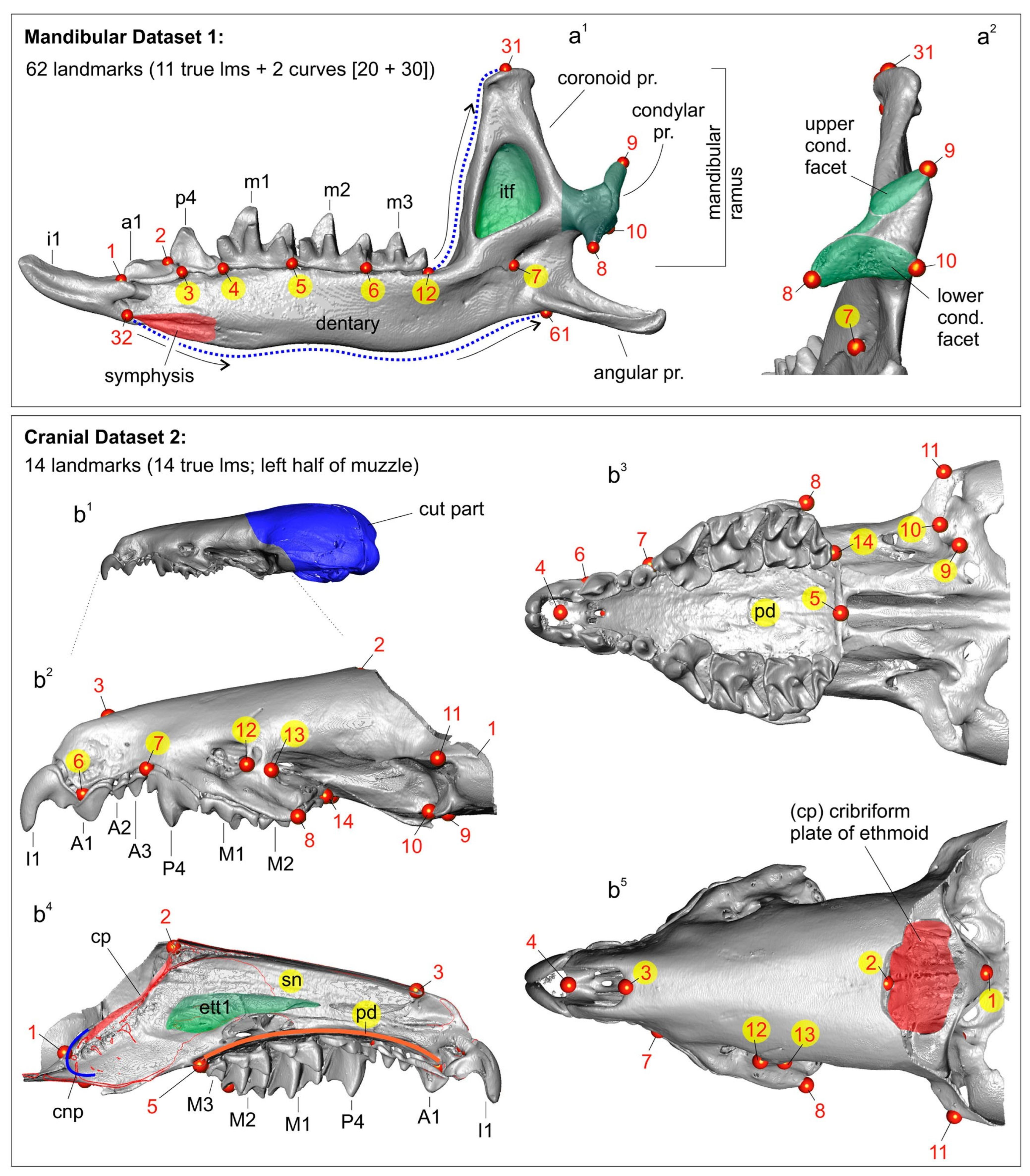 Biology 13 00448 g004 Biology 13 00448 g004