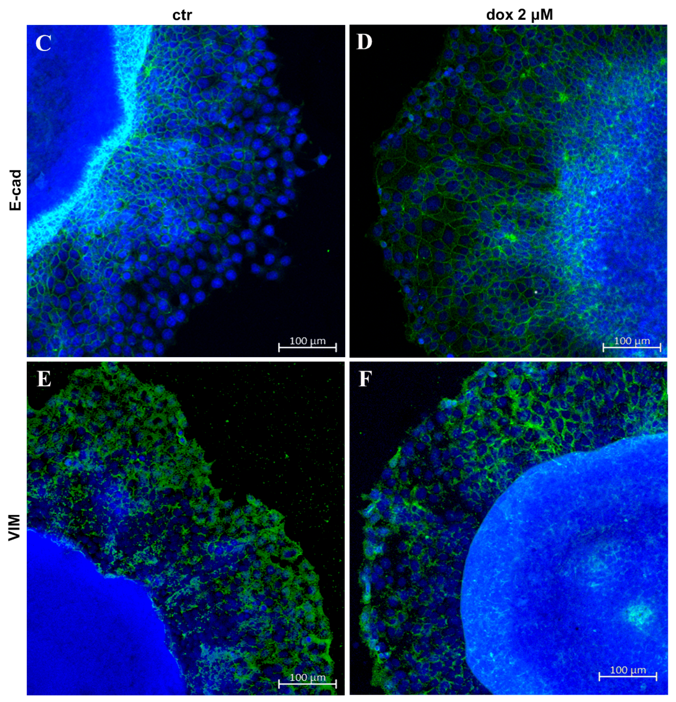 Biology 13 00463 g008b