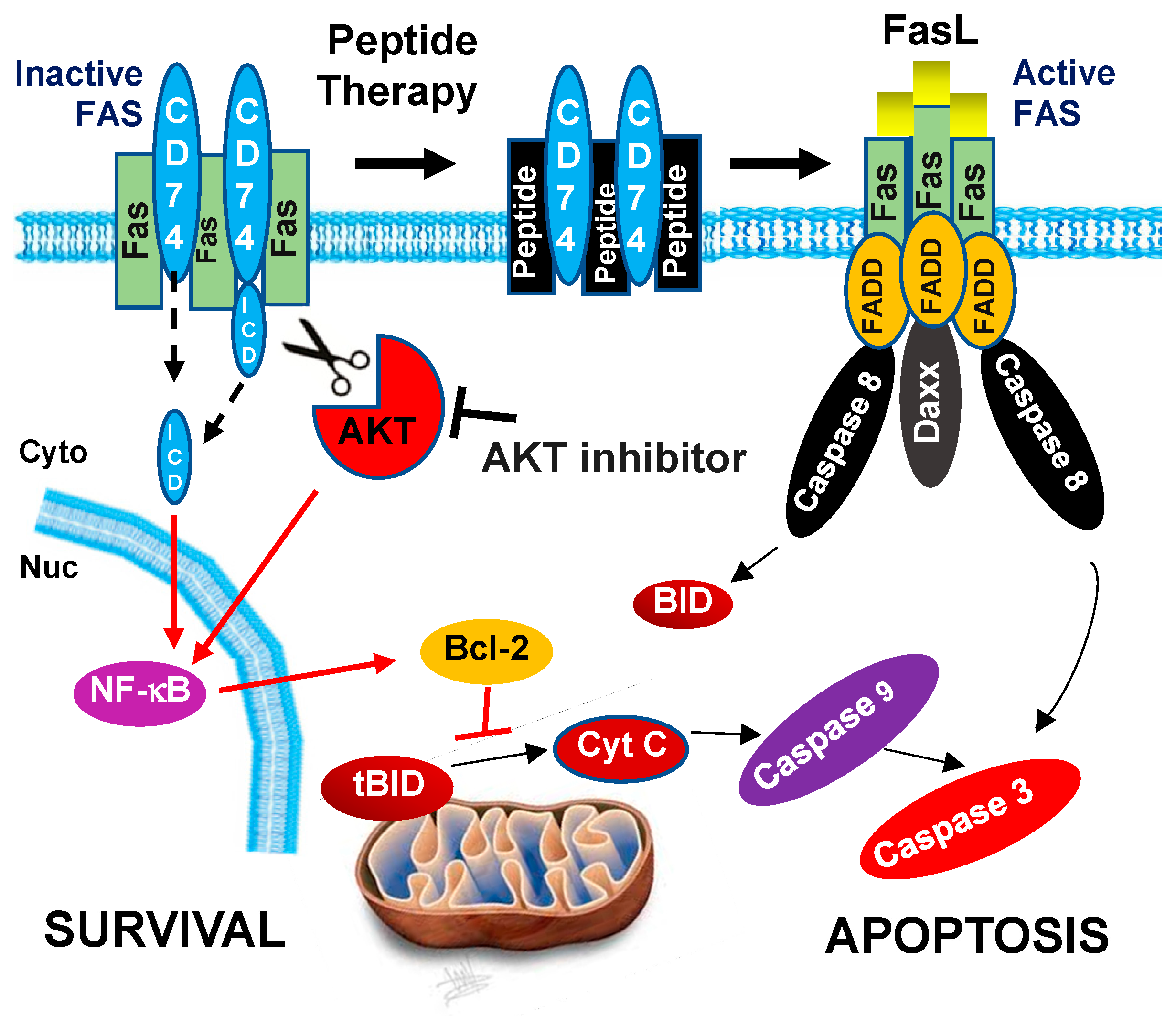 Biology | Free Full-Text | CD74-AKT Axis Is a Potential Therapeutic ...