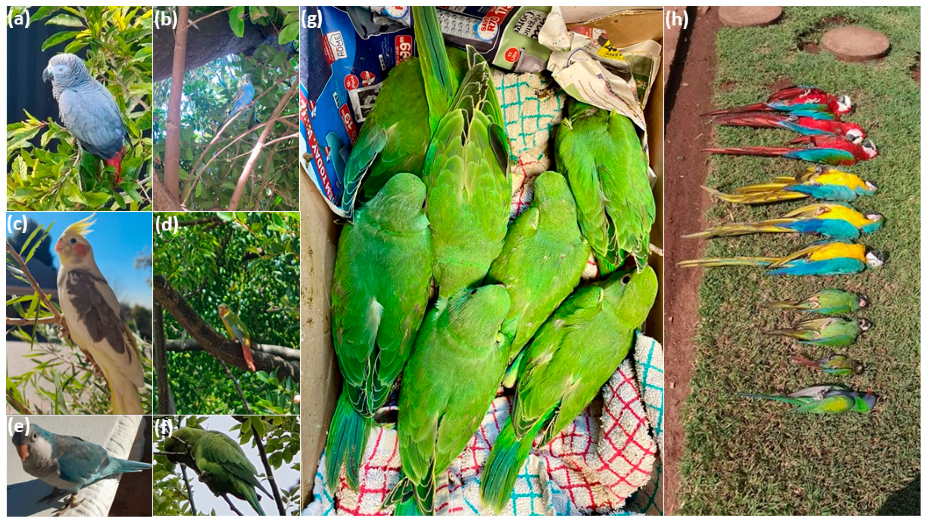 Biology 13 00483 g002