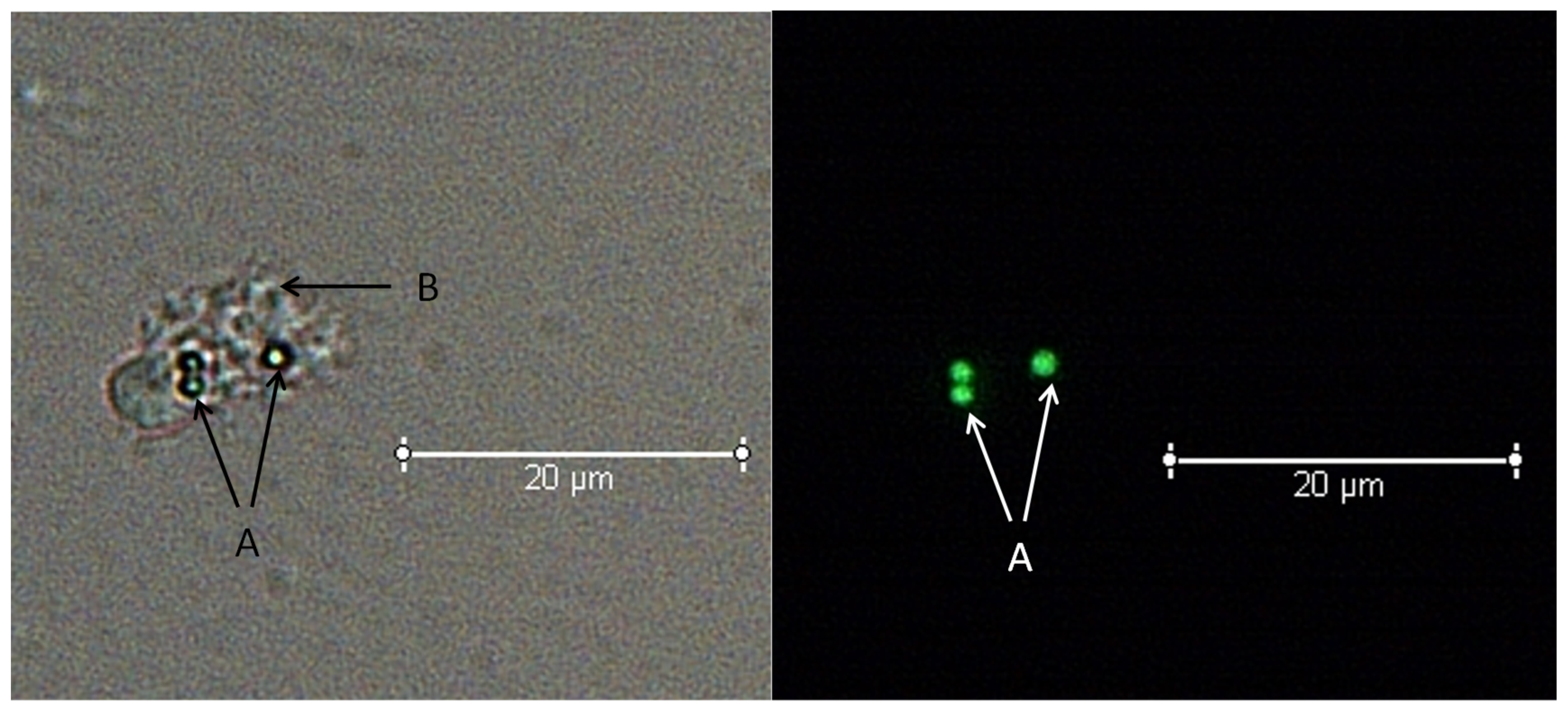 Biology 13 00495 g004 Biology 13 00495 g004