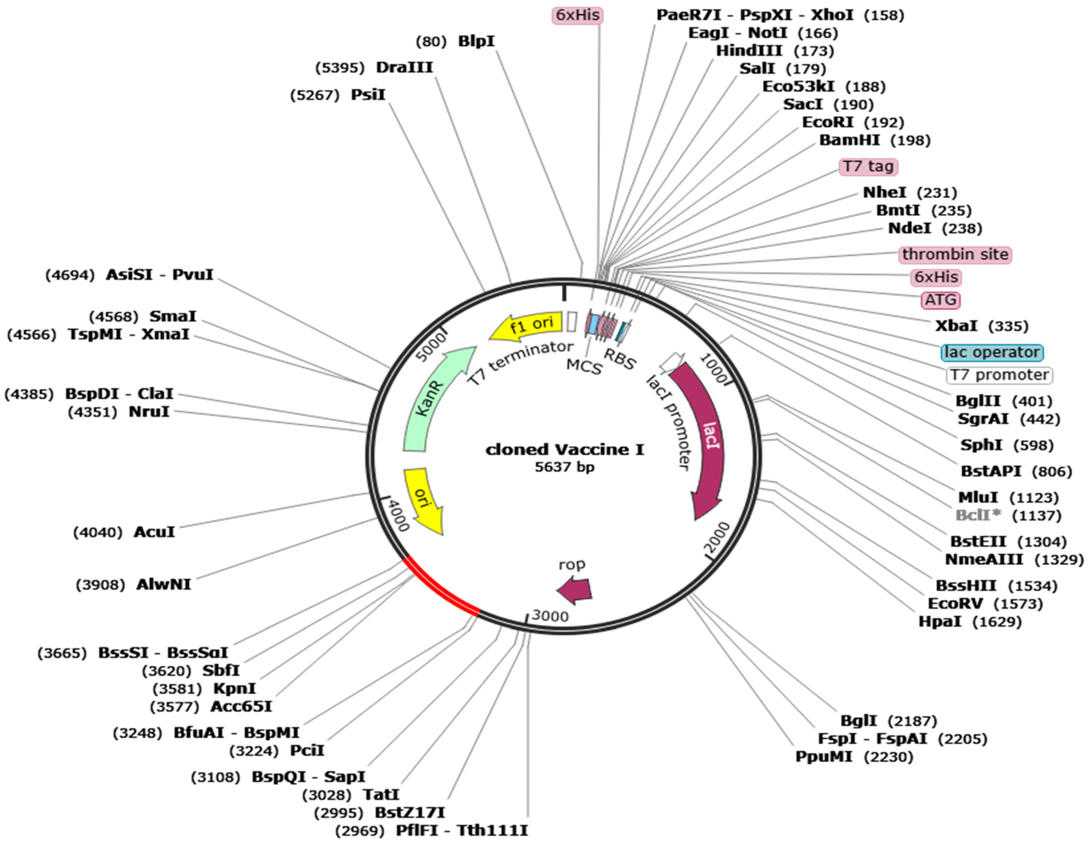 Biology 13 00510 g011 Biology 13 00510 g011