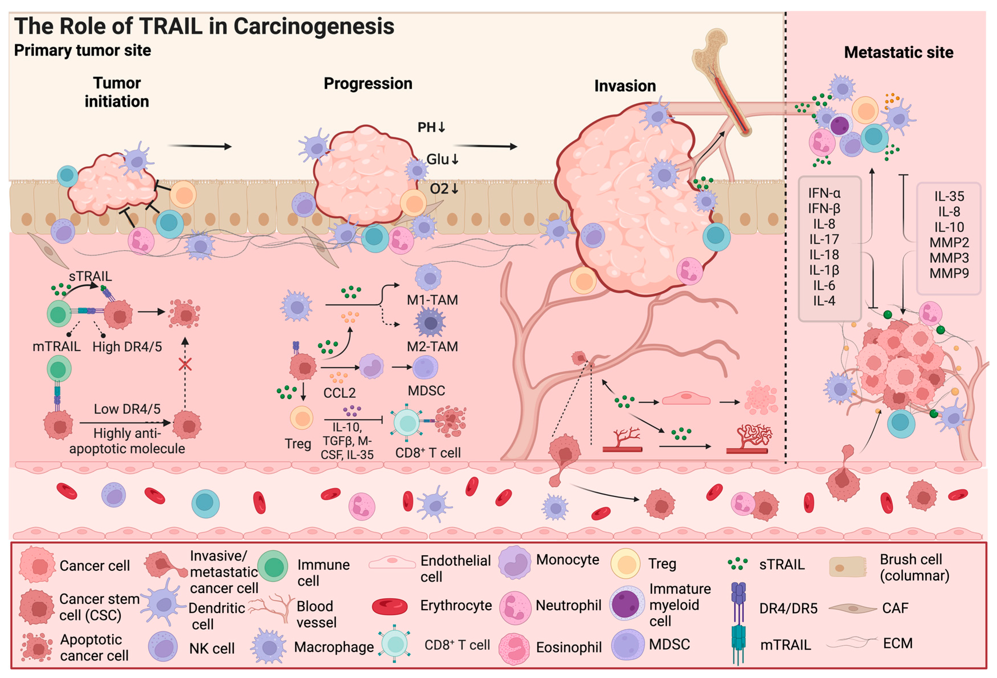 Biology 13 00521 g002