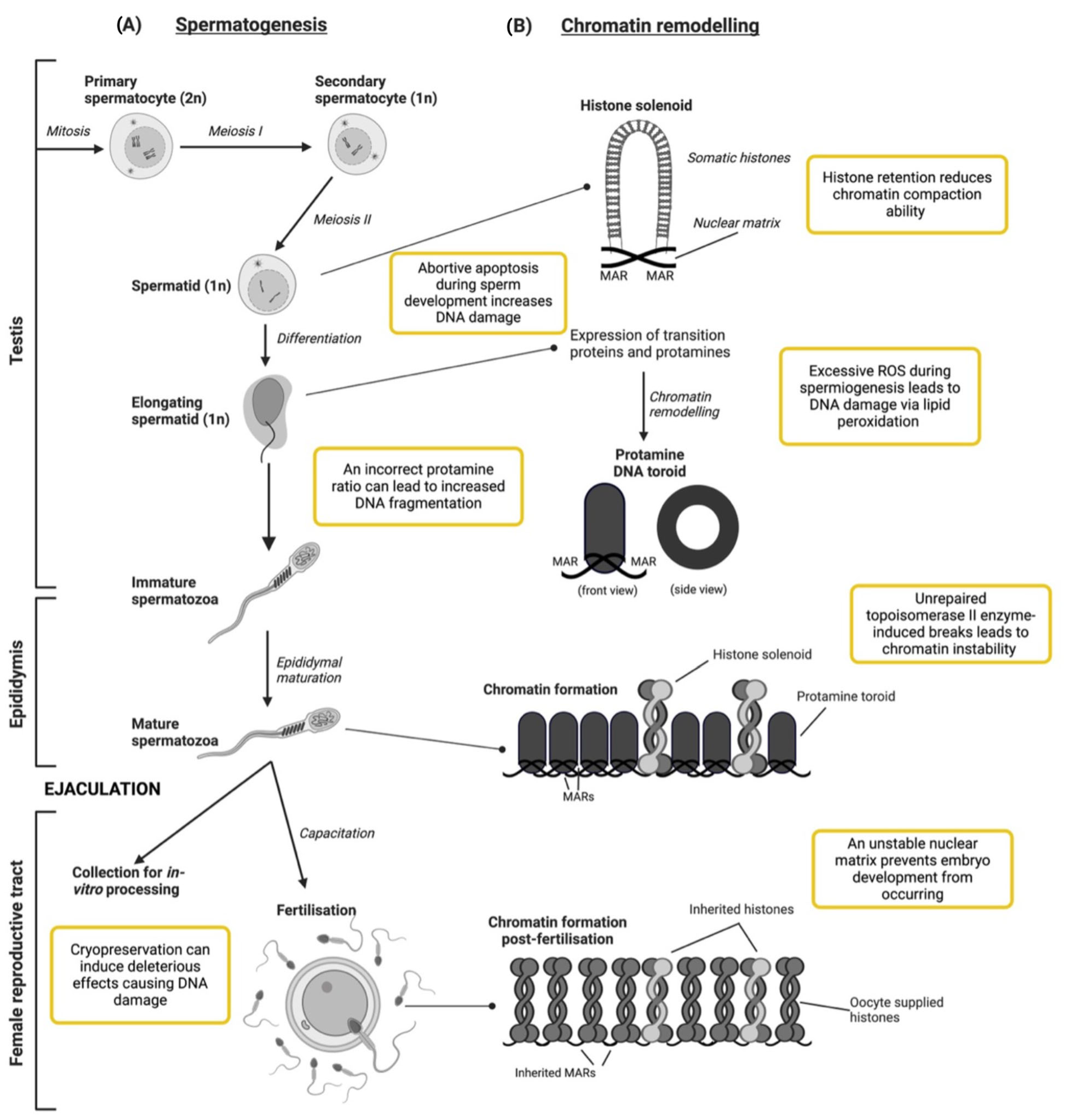 Biology 13 00539 g001