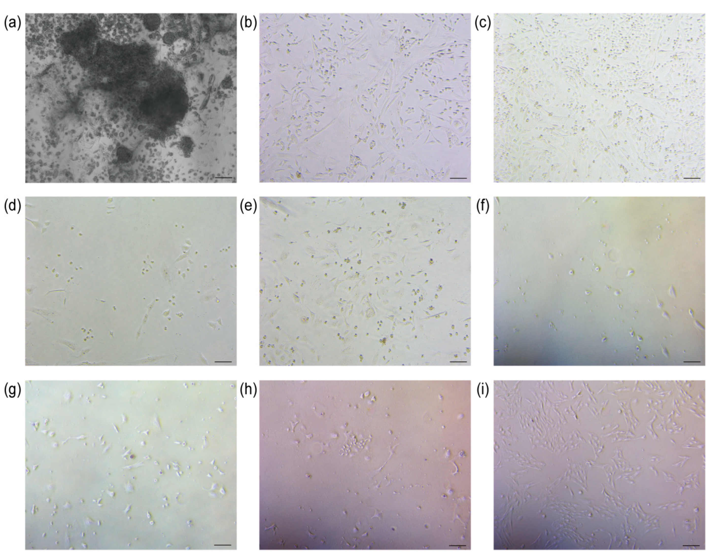 Biology 13 00551 g002