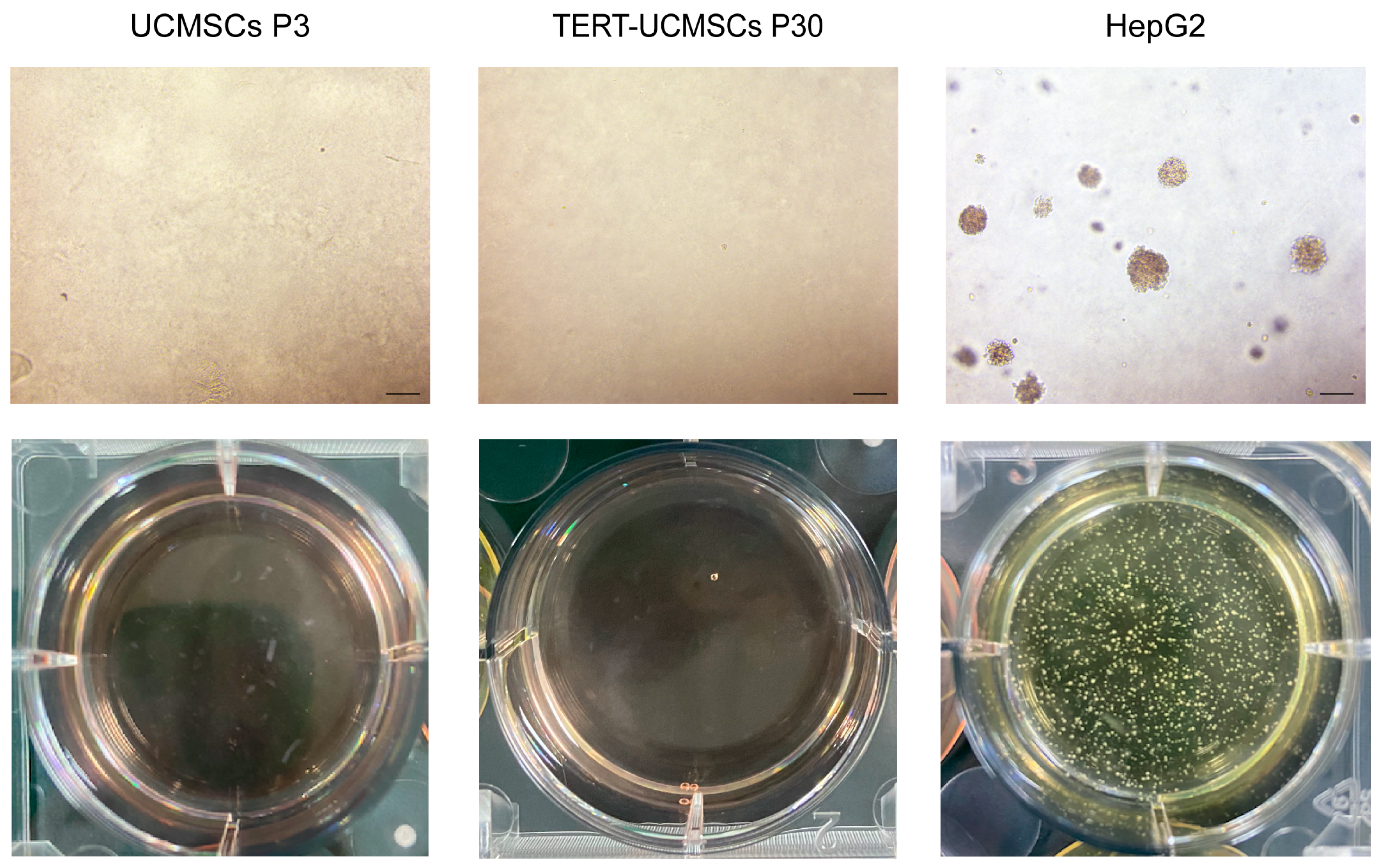 Biology 13 00551 g009
