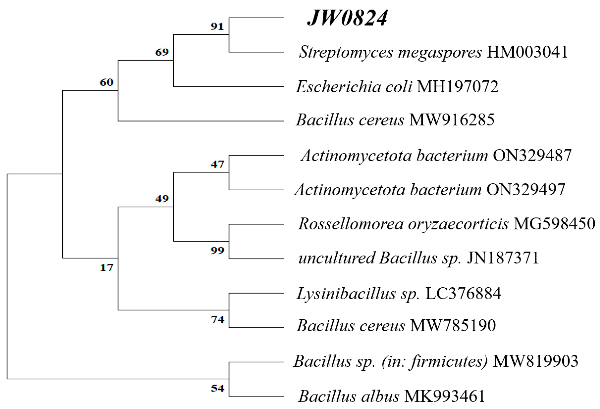 Biology | Free Full-Text | Investigating the Endophyte Actinomycetota ...