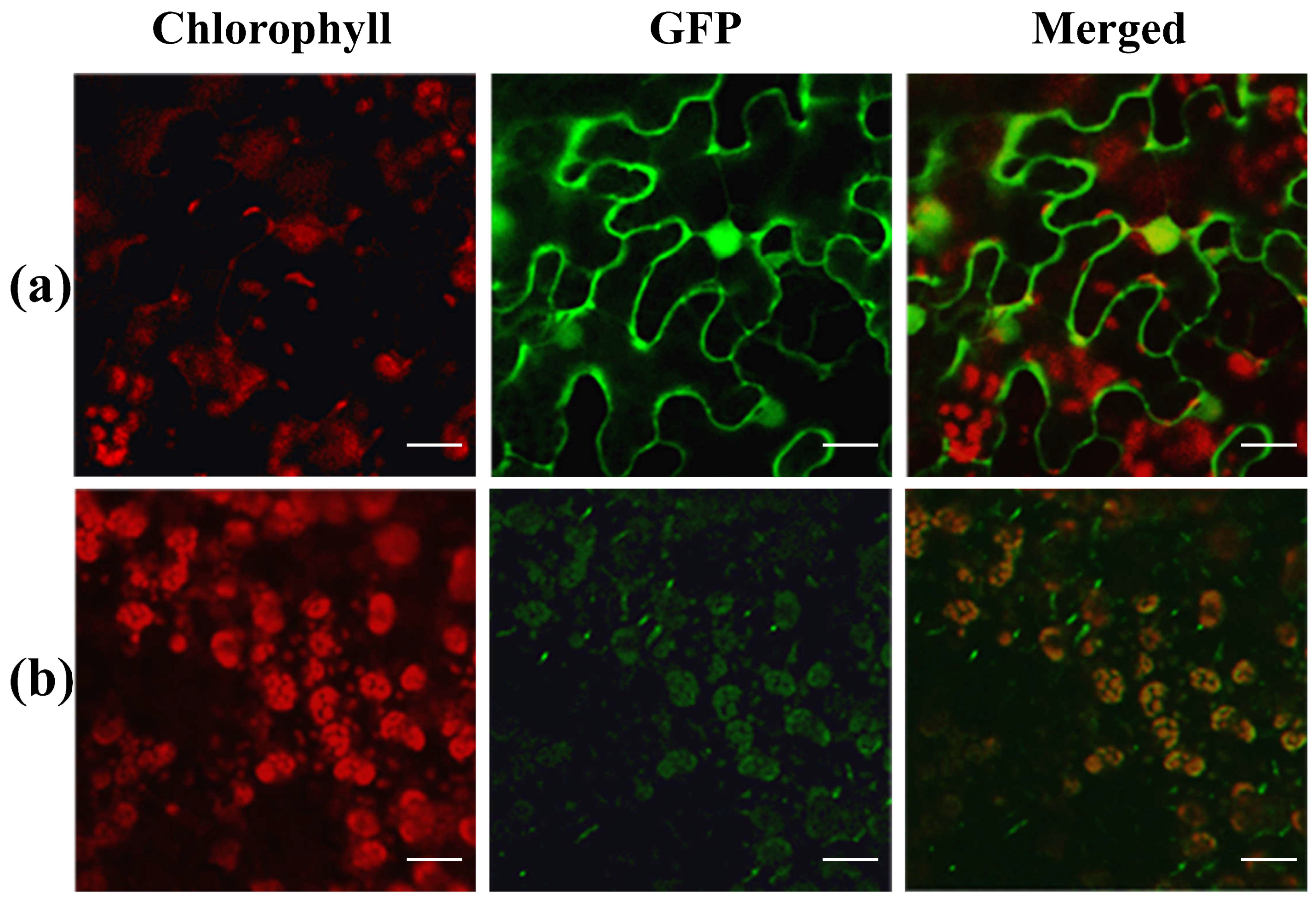 Biology 13 00580 g006