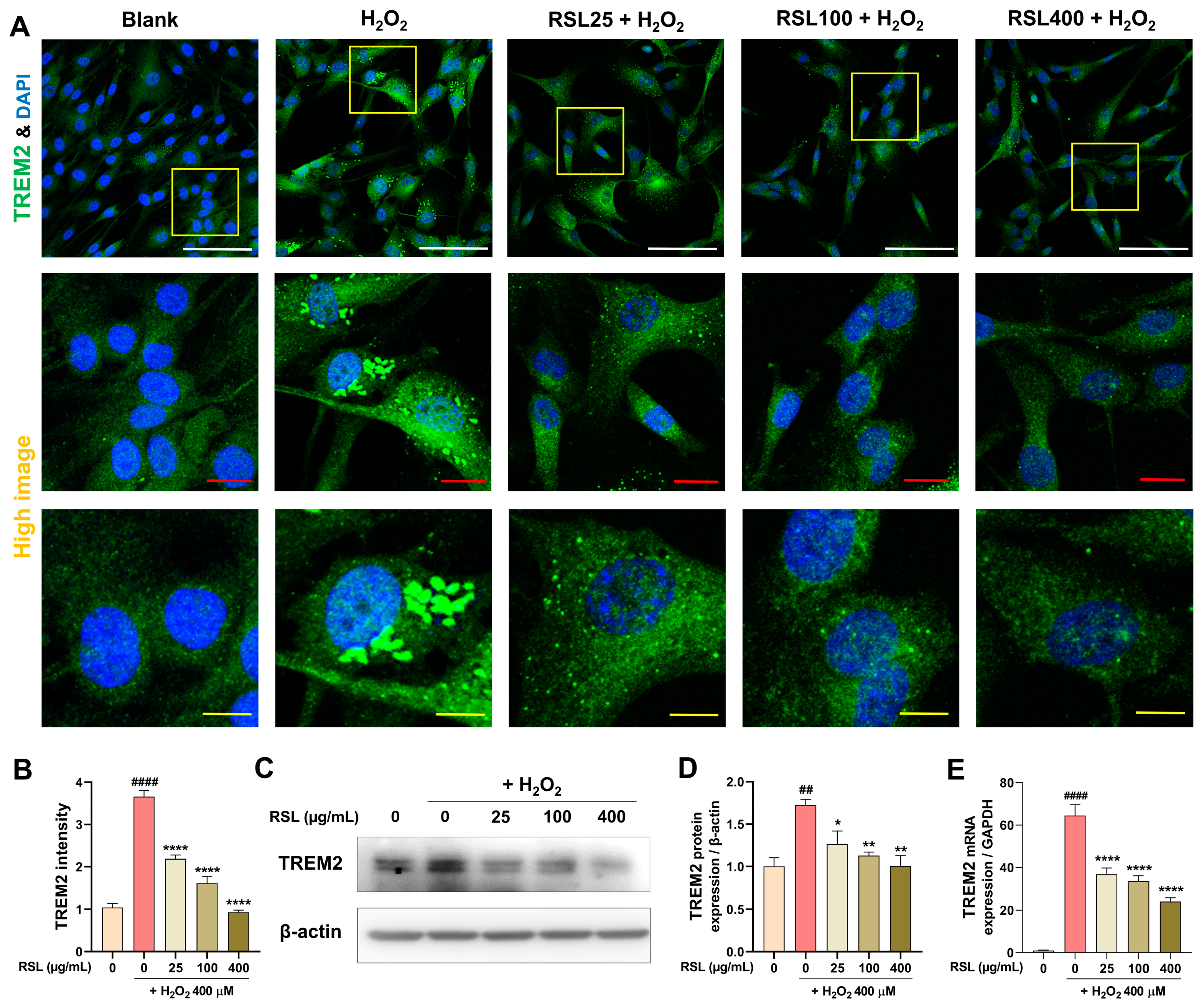 Biology 13 00602 g005