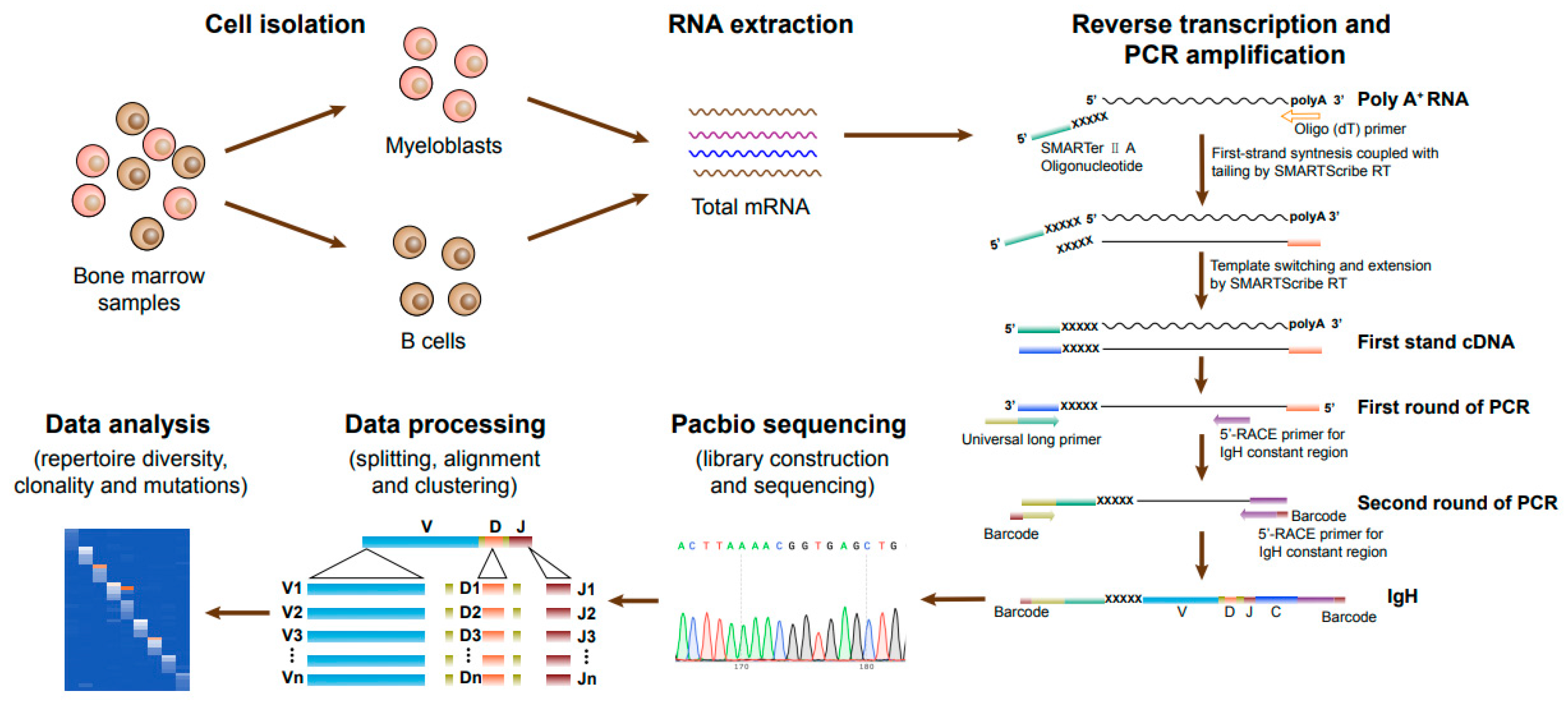 Biology 13 00613 g001
