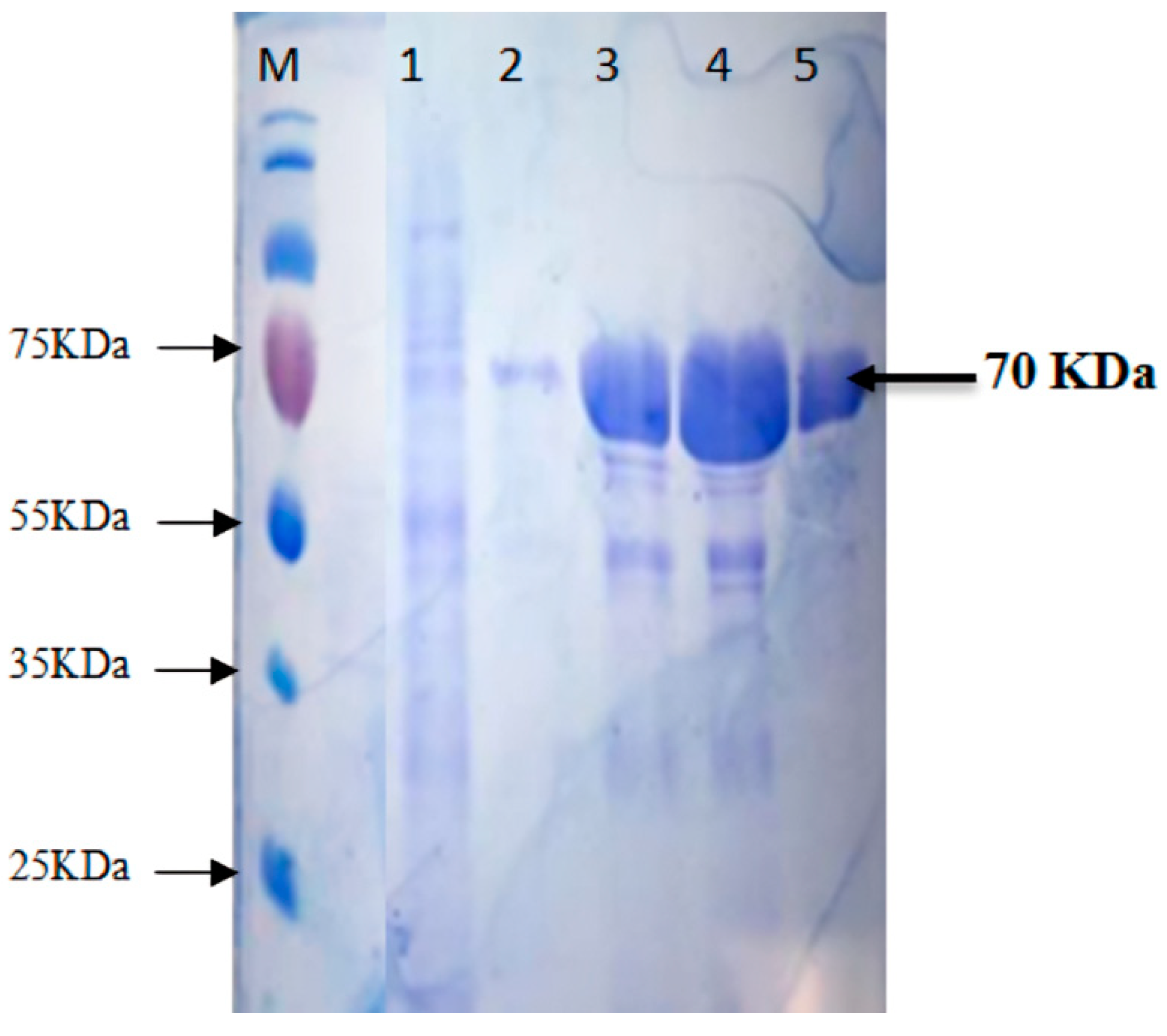Biology 13 00619 g001