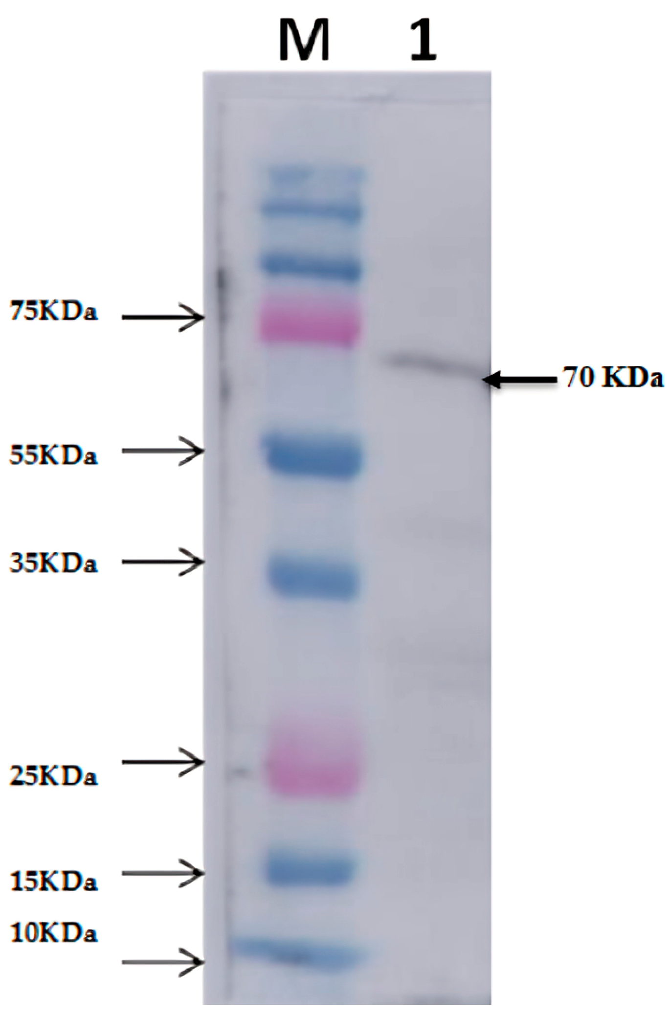 Biology 13 00619 g003