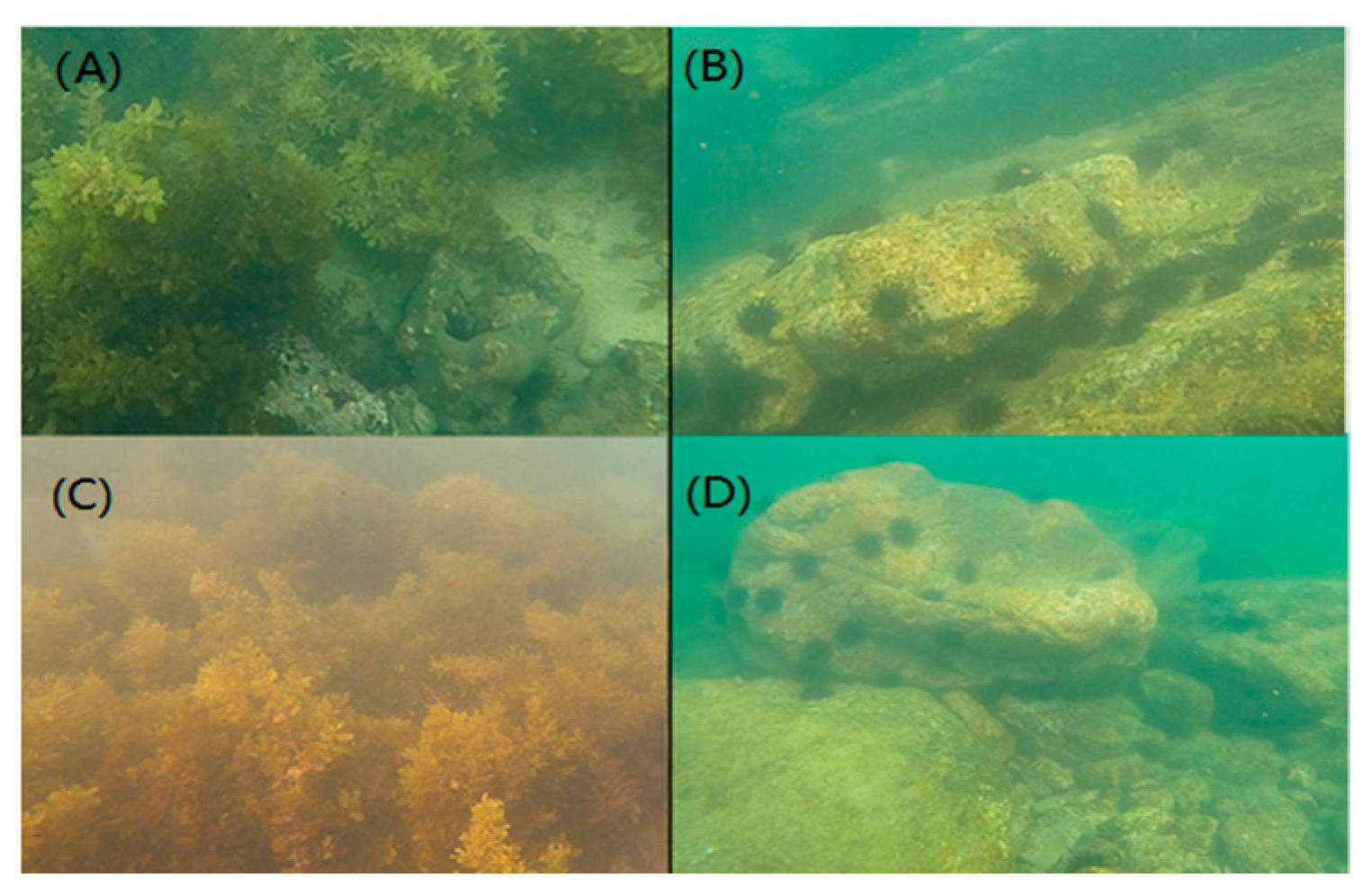 Biology 13 00623 g001