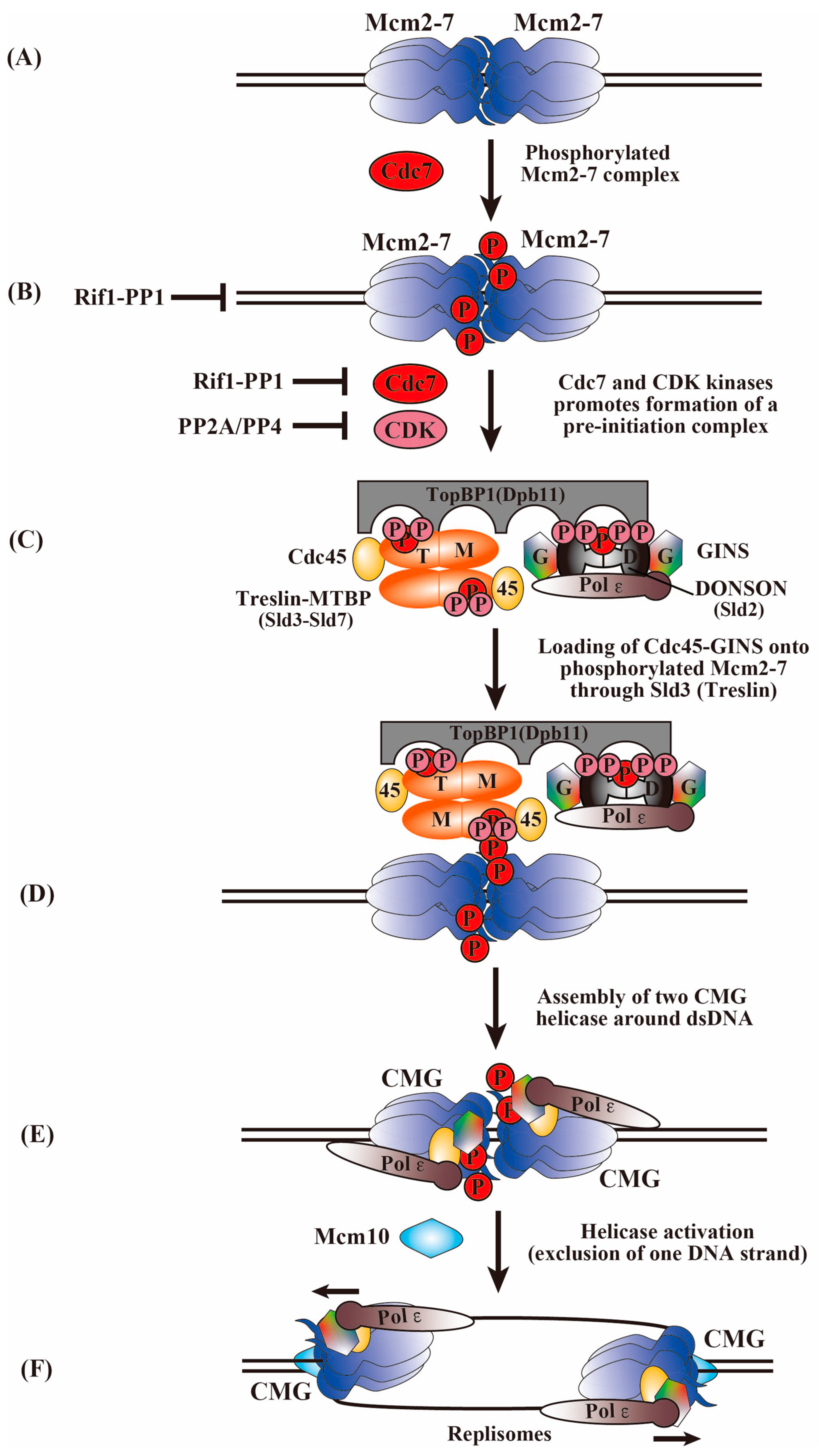 Biology 13 00629 g001