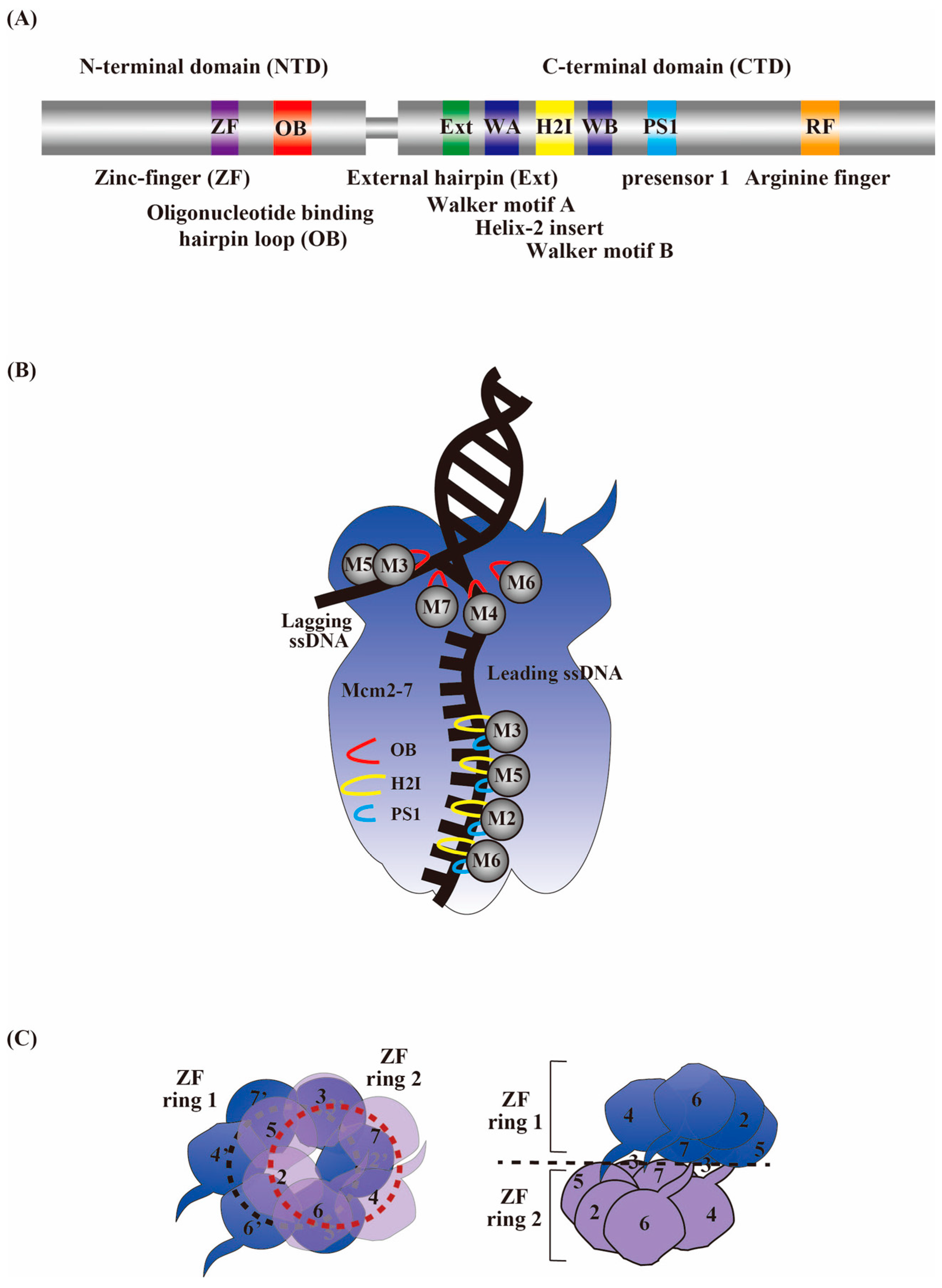 Biology 13 00629 g002