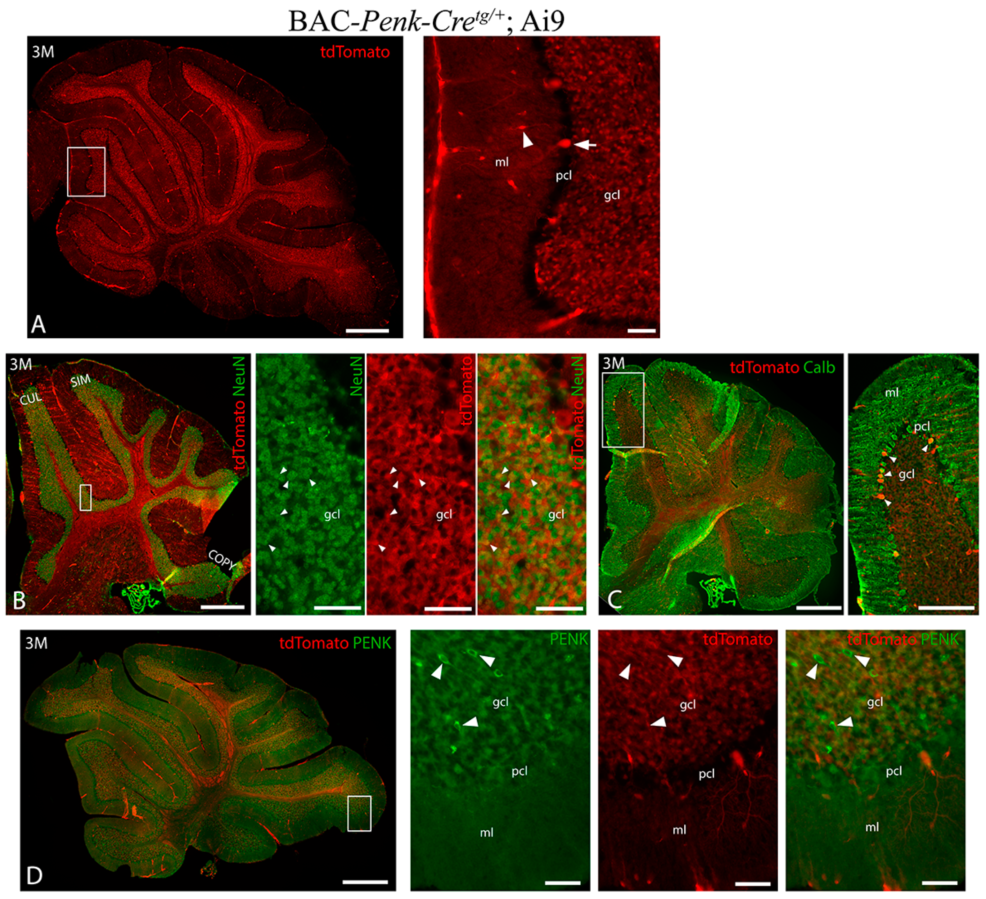 Biology 13 00637 g003